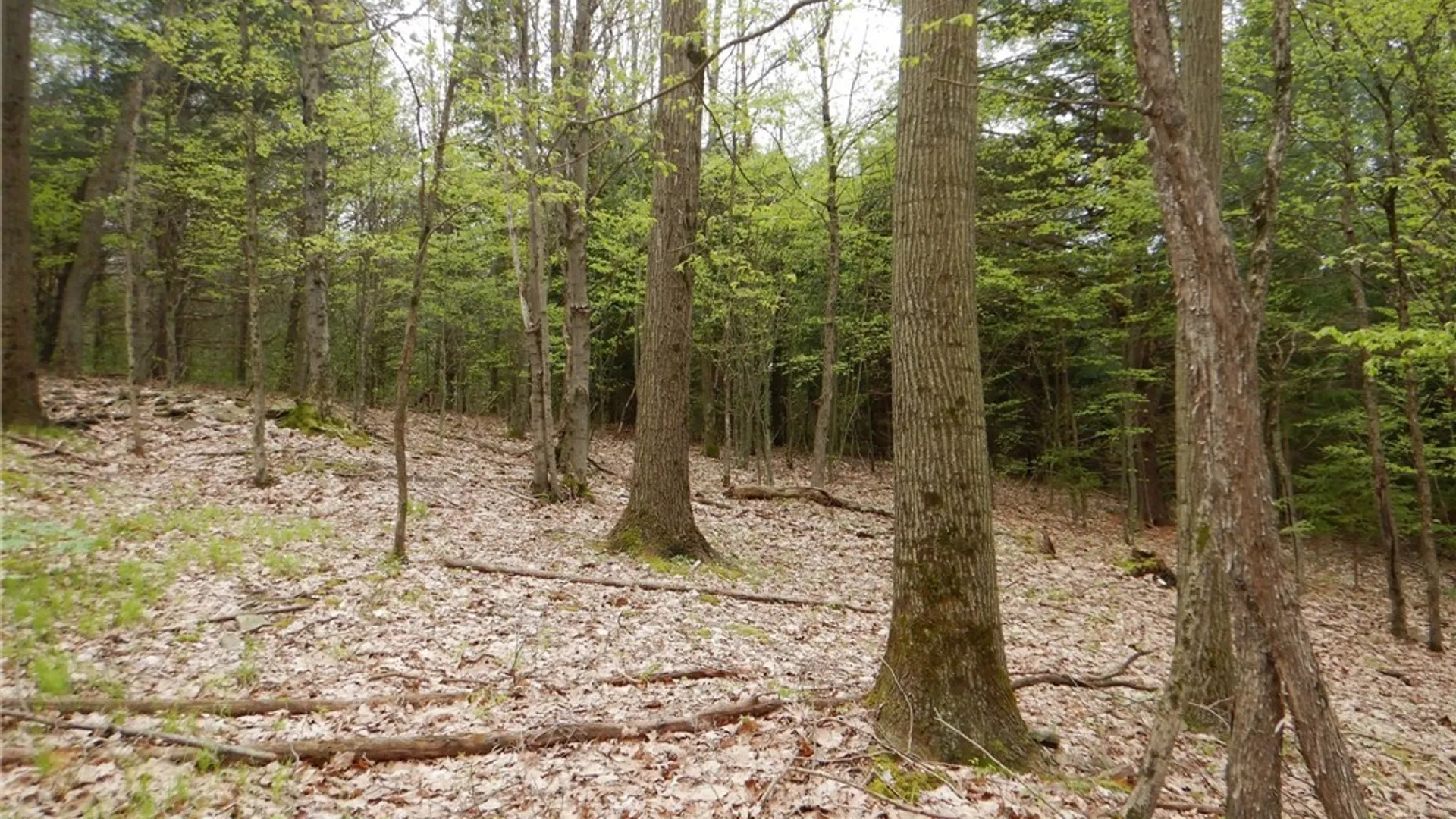 Property at Wightman Rd., Wellsville, NY 14895 32