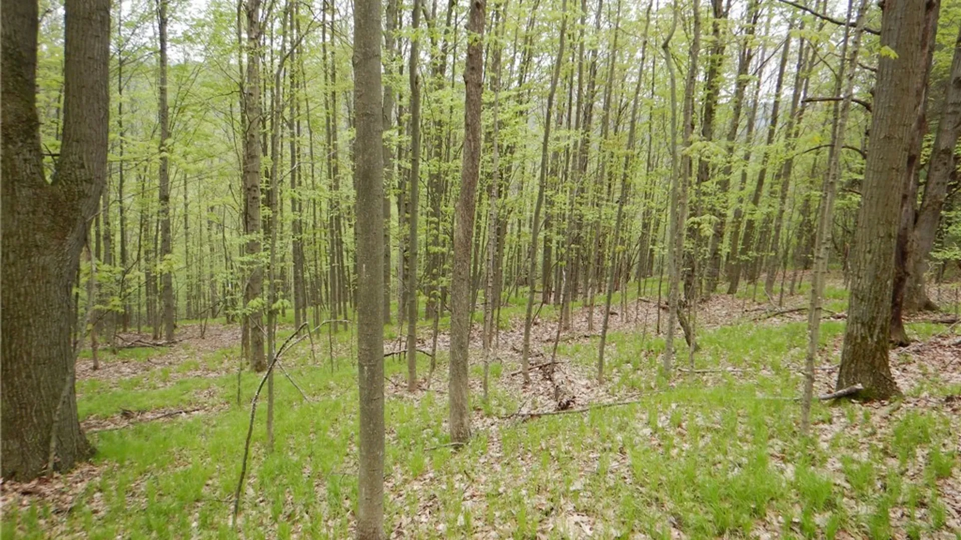 Property at Wightman Rd., Wellsville, NY 14895 38