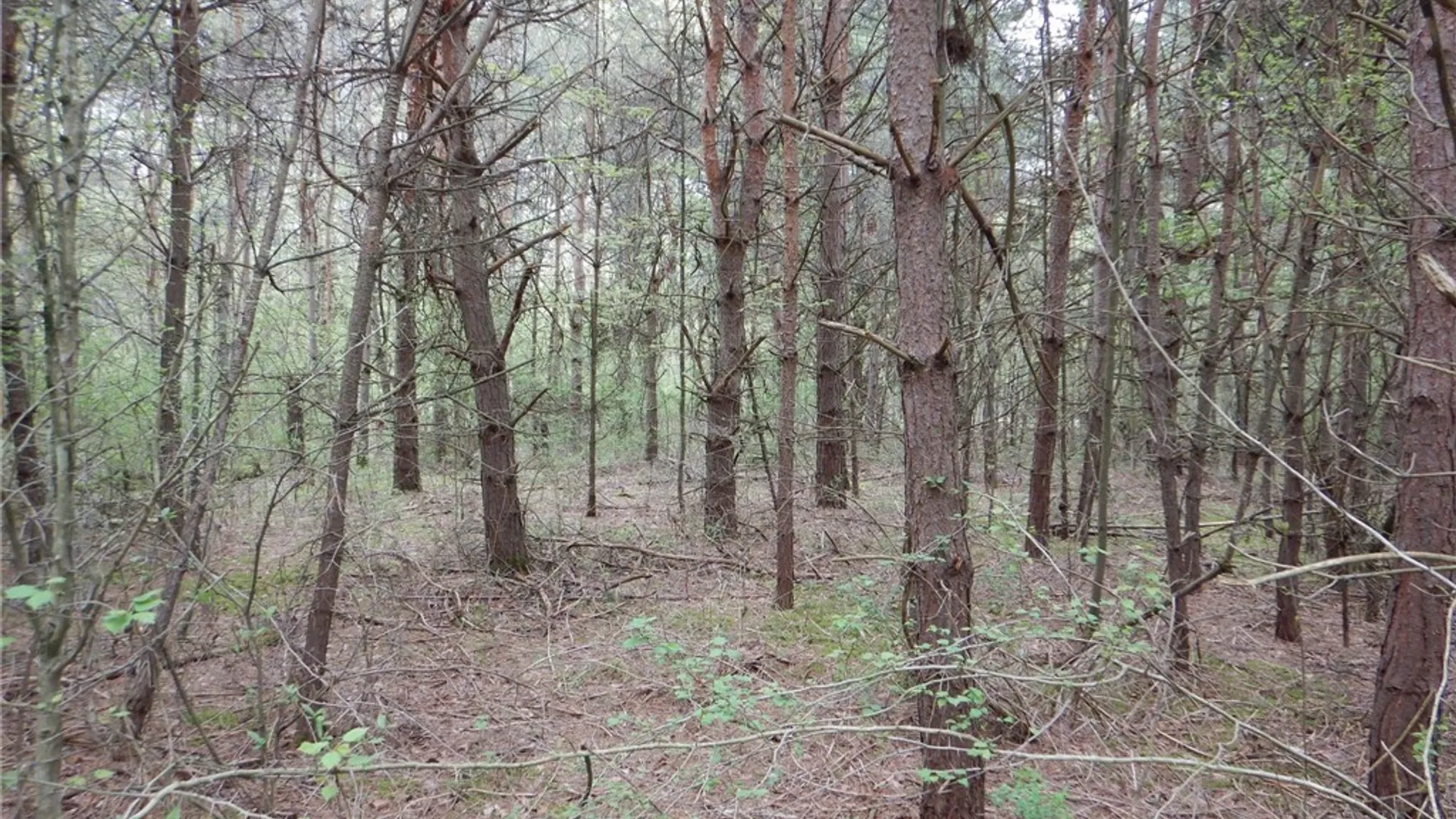 Property at Wightman Rd., Wellsville, NY 14895 39