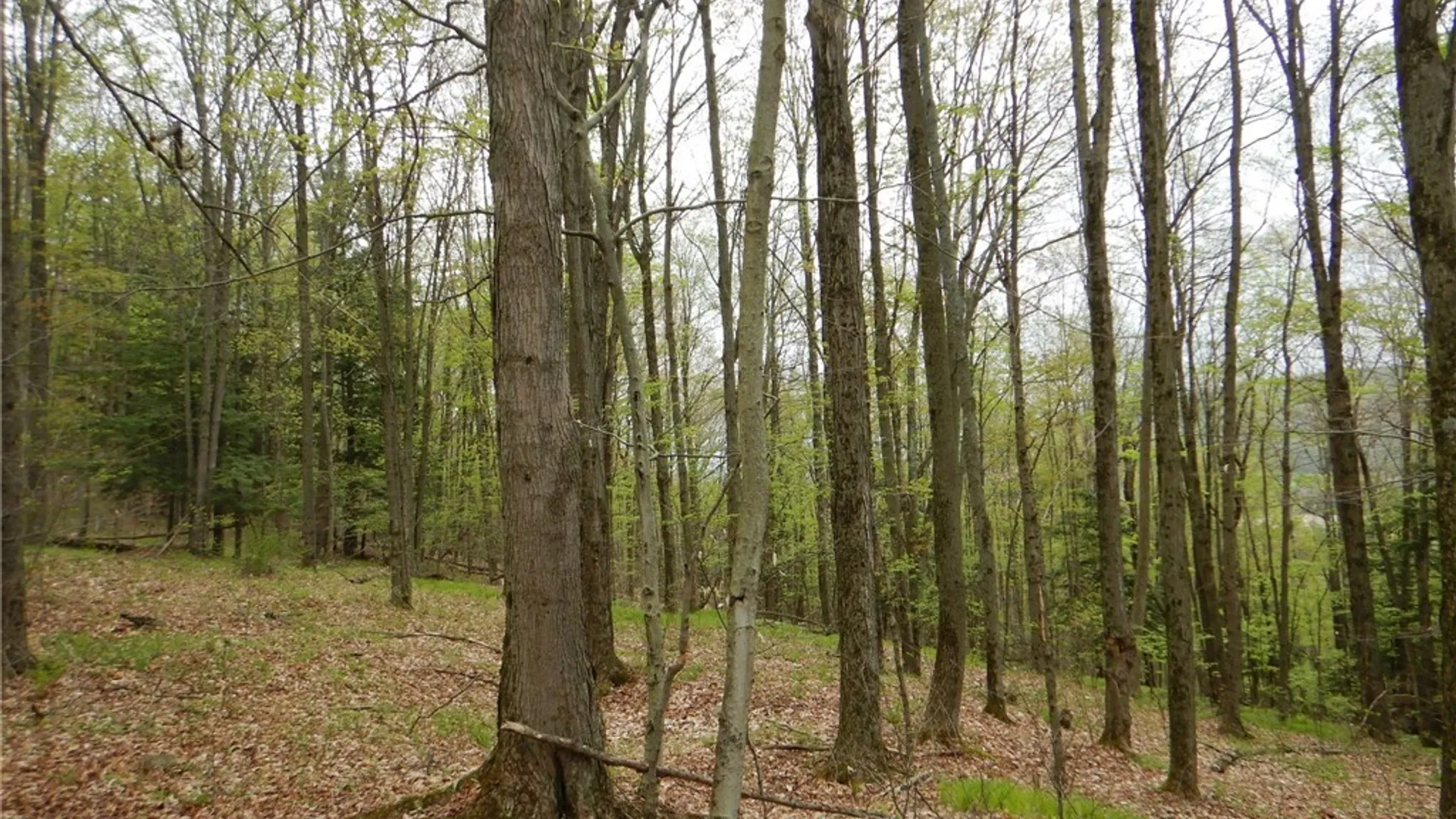 Property at Wightman Rd., Wellsville, NY 14895 40