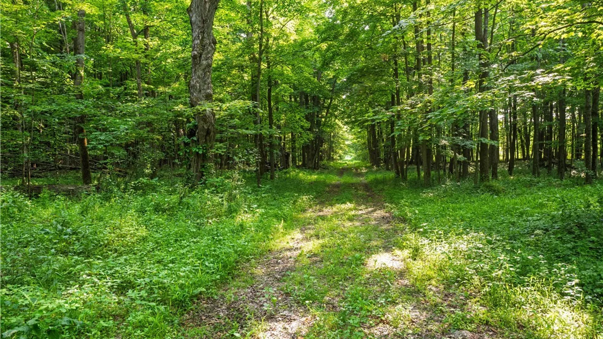 Property at Cummings Road, Sandy Creek, NY 13083 5