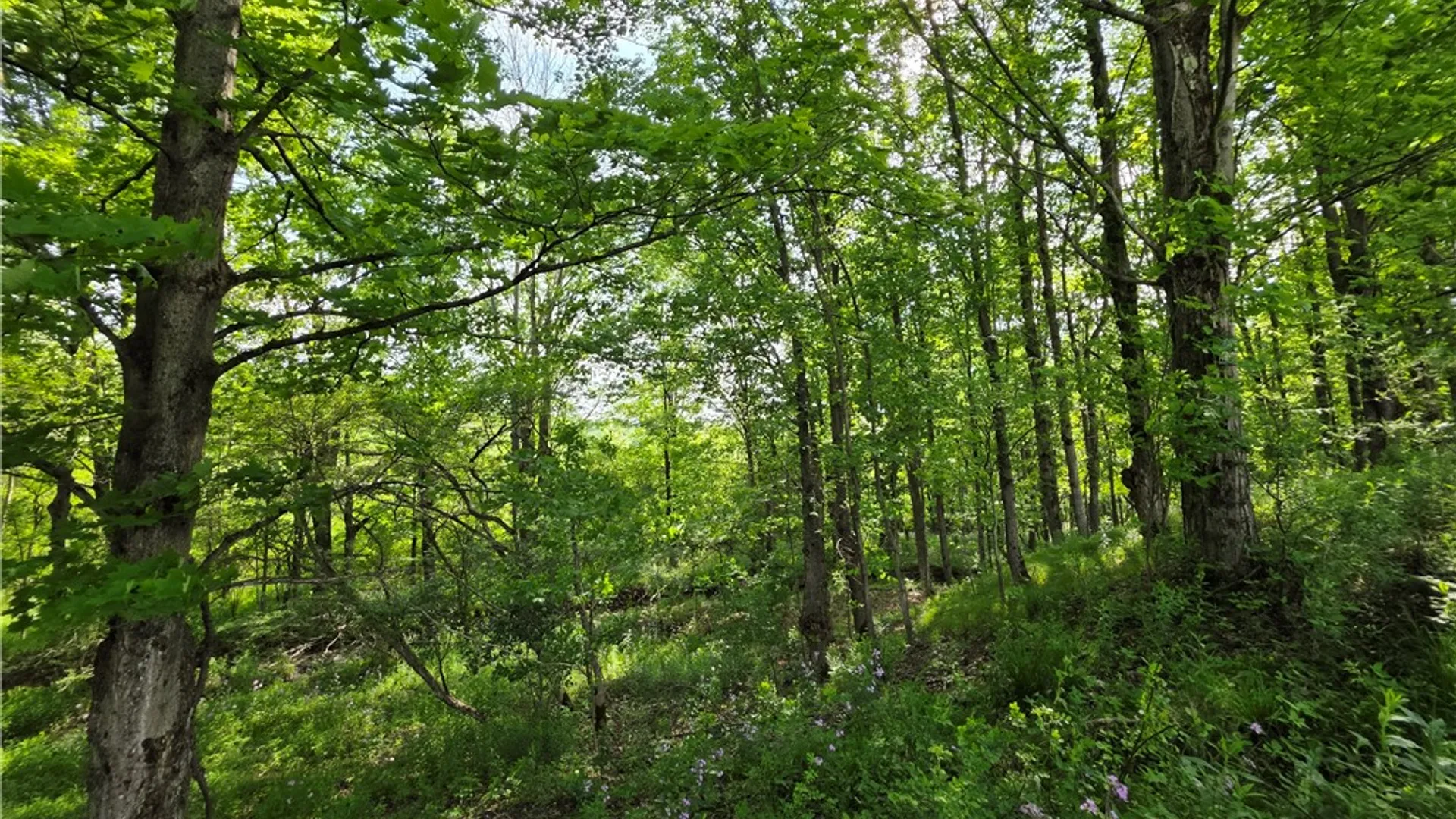 Property at Potter Road, Jasper, NY 14855 13