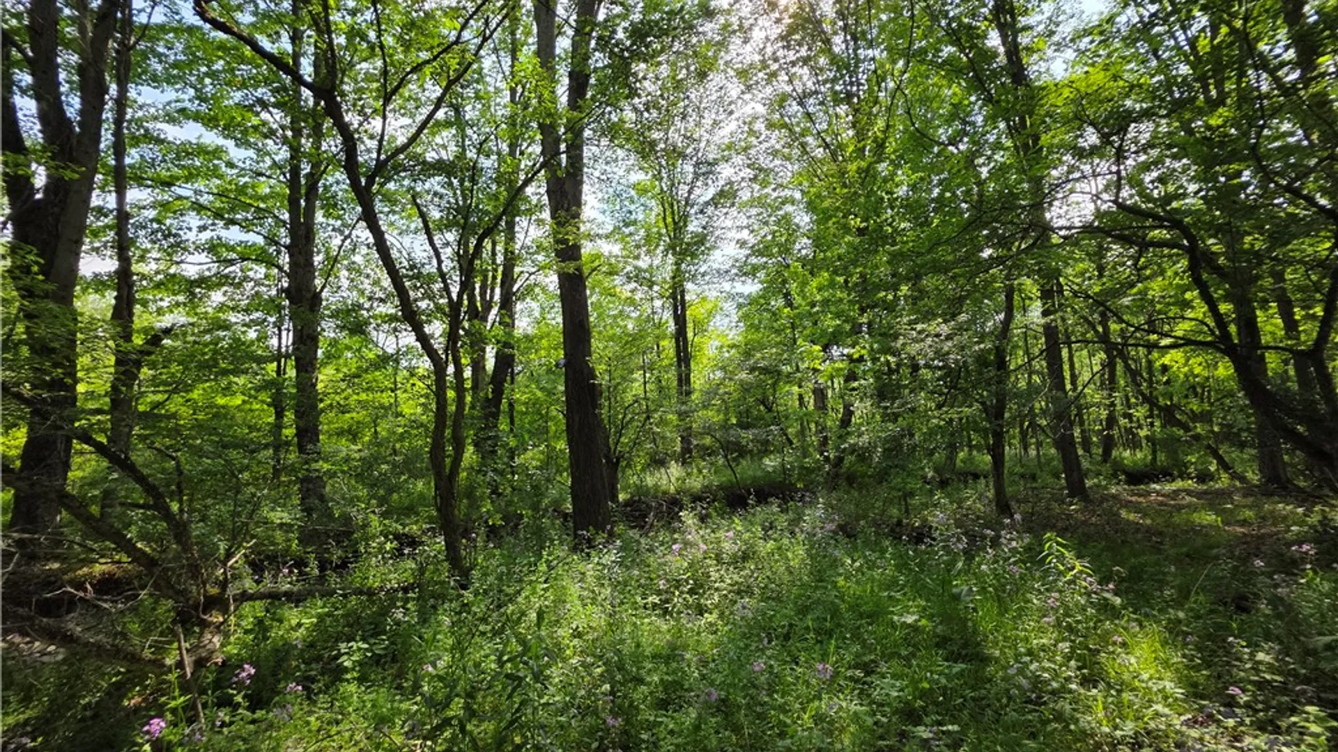 Property at Potter Road, Jasper, NY 14855 14