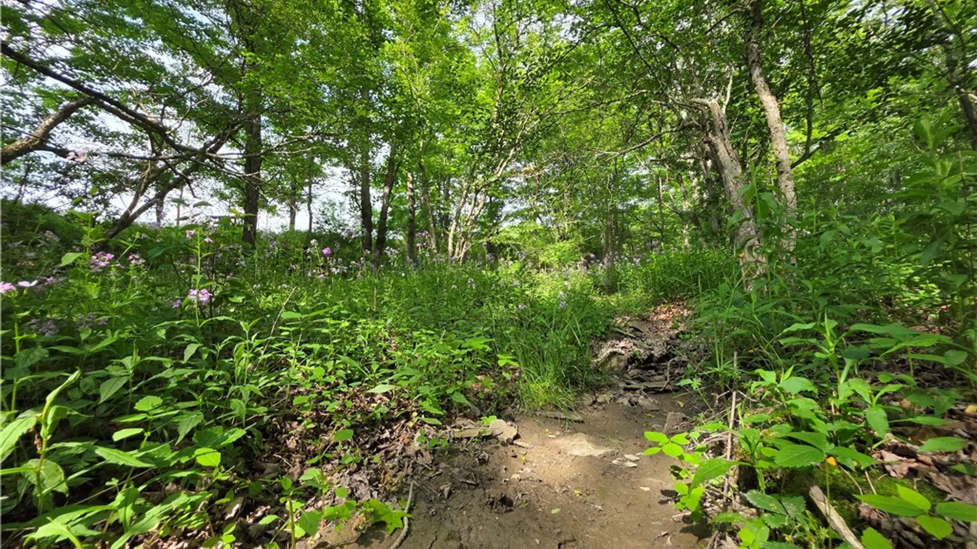 Property at Potter Road, Jasper, NY 14855 16