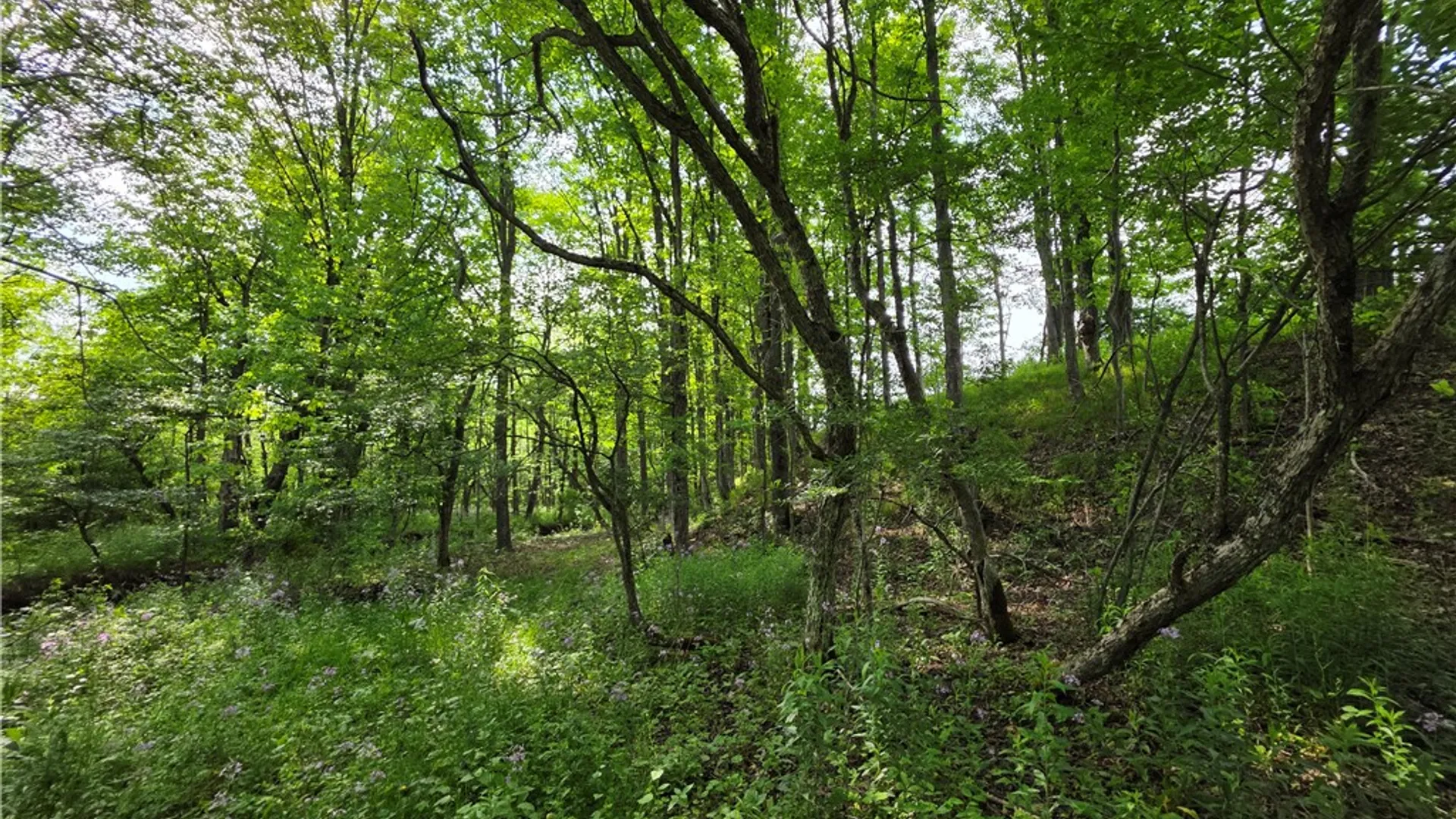 Property at Potter Road, Jasper, NY 14855 18