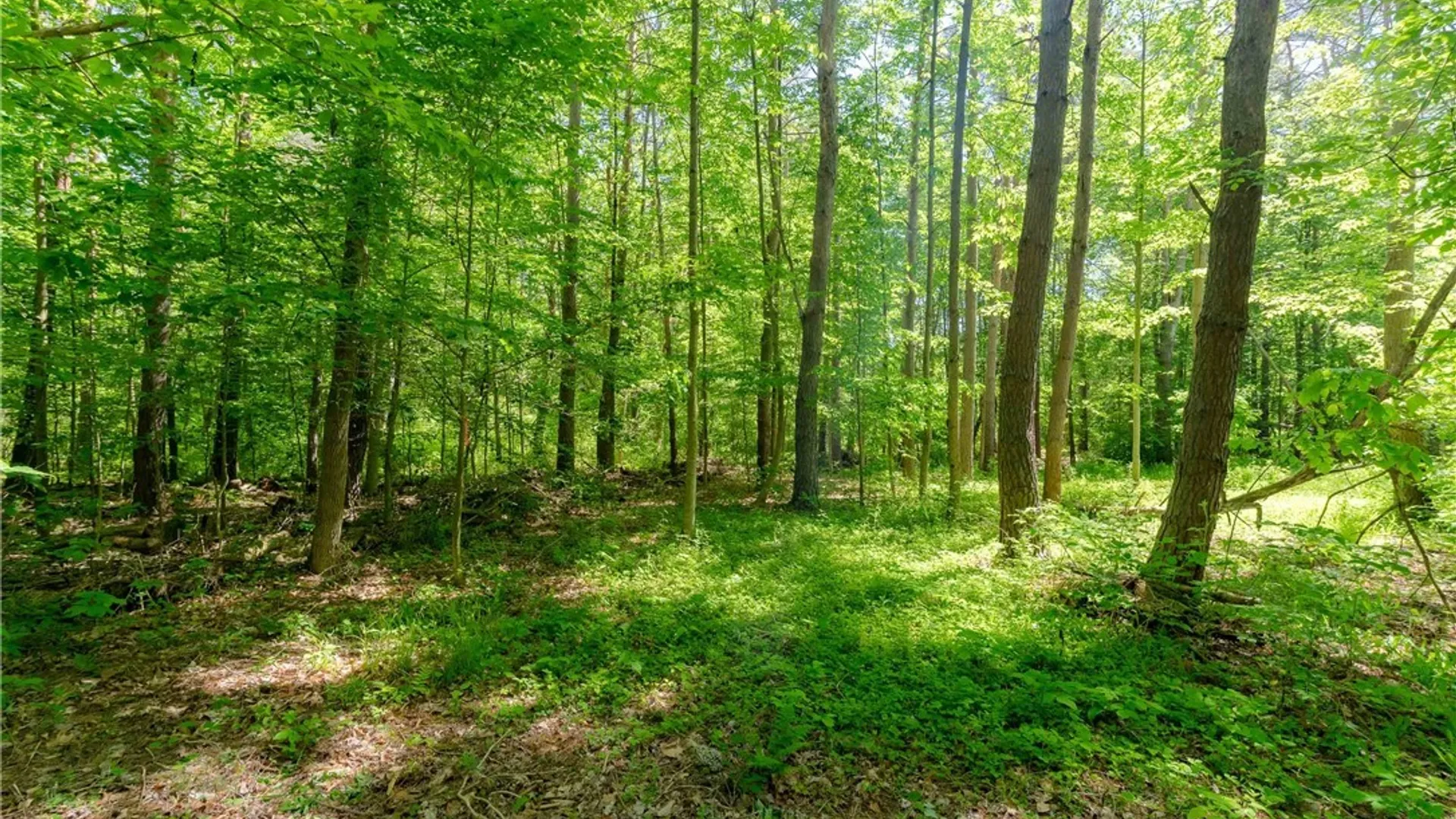 Property at 8804 Becker Road, Springwater, NY 14572 15