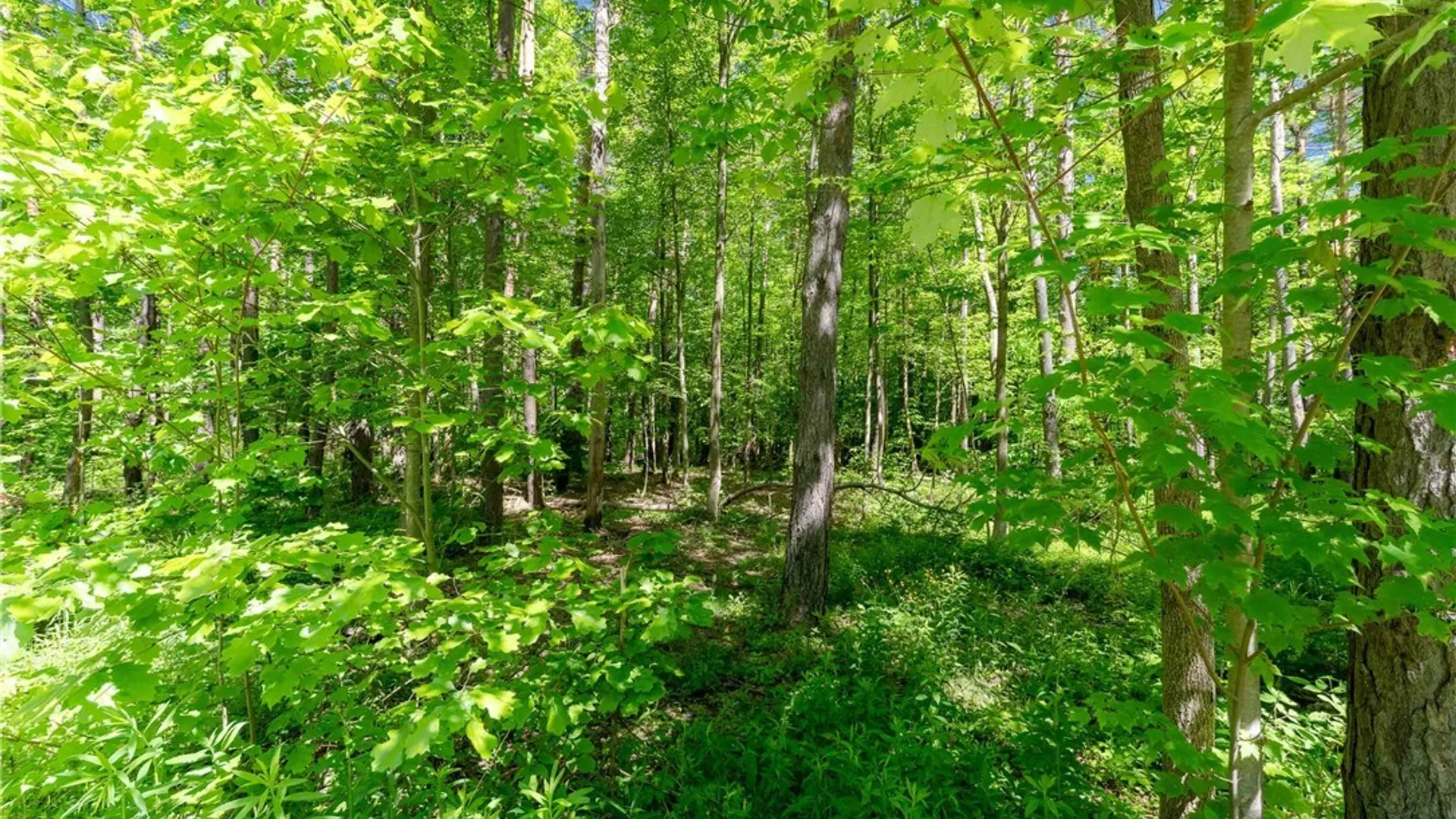 Property at 8804 Becker Road, Springwater, NY 14572 17