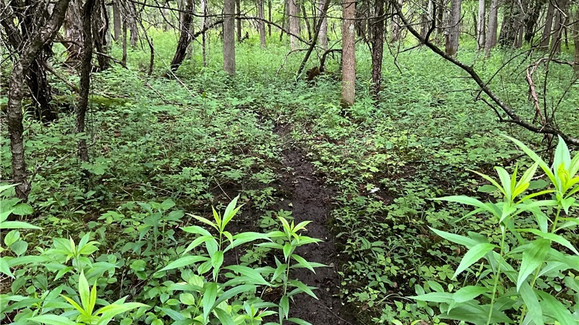 Property at 00 County Route 35, Potsdam, NY 13676 6