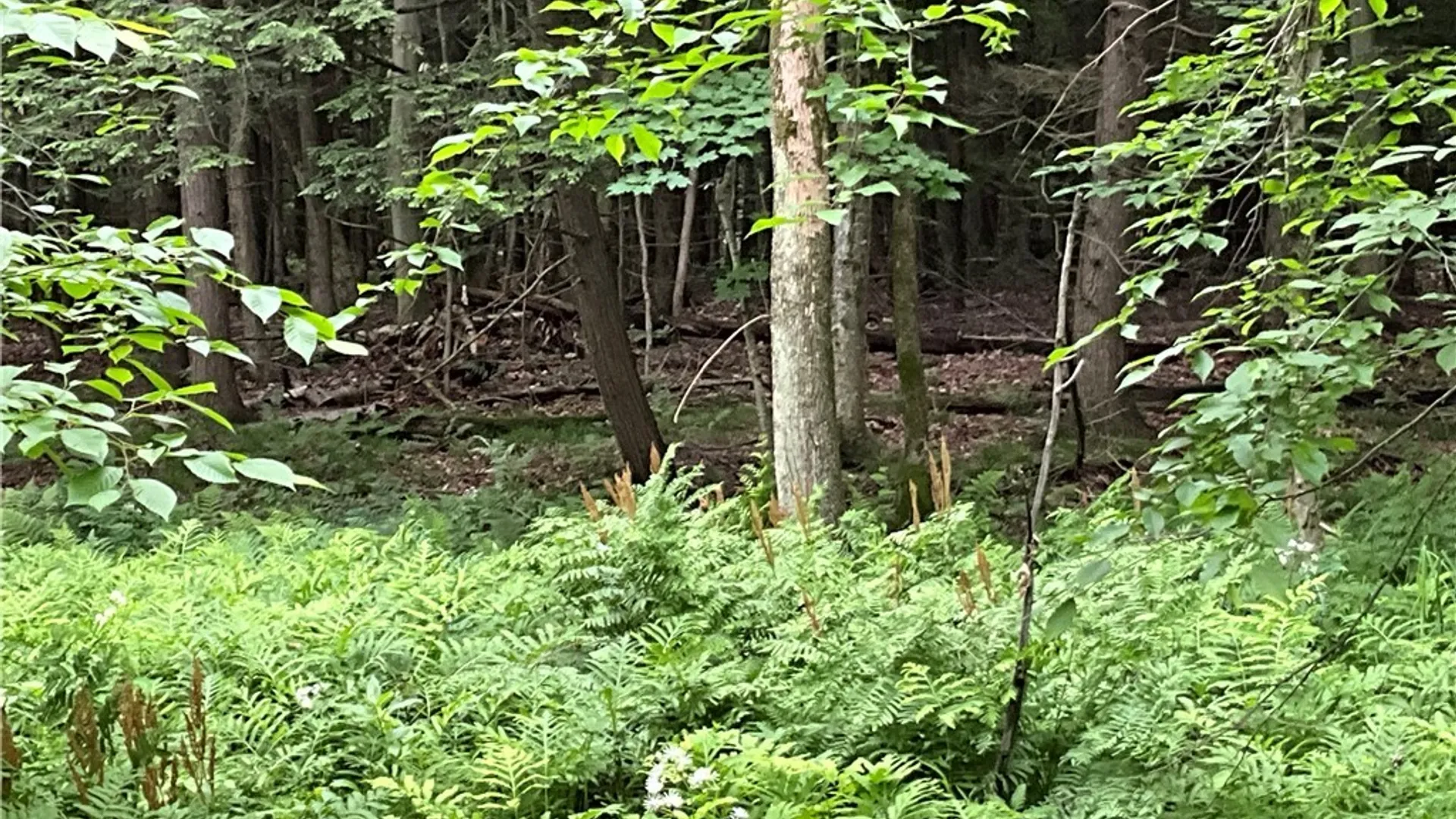 Property at 00 County Route 35, Potsdam, NY 13676 26