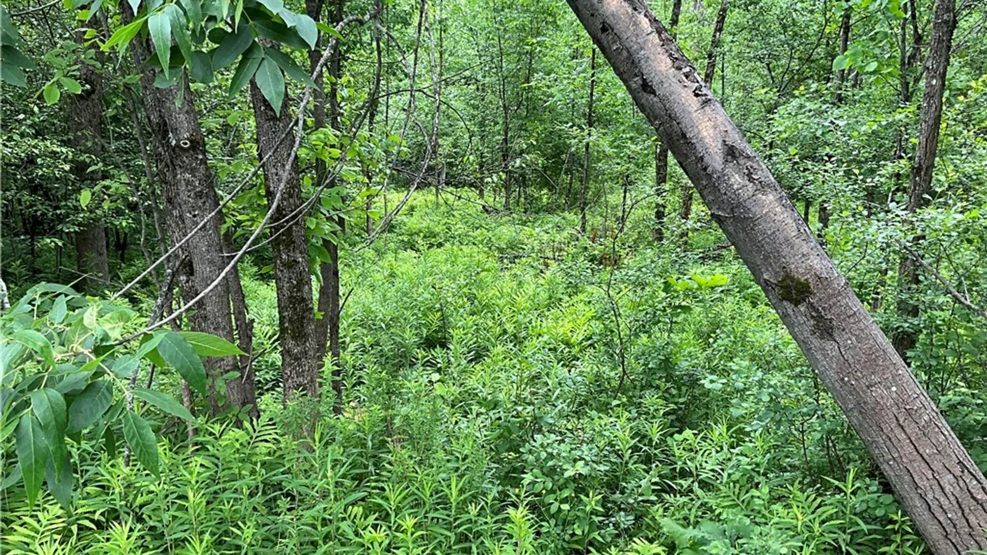 Property at 00 County Route 35, Potsdam, NY 13676 28
