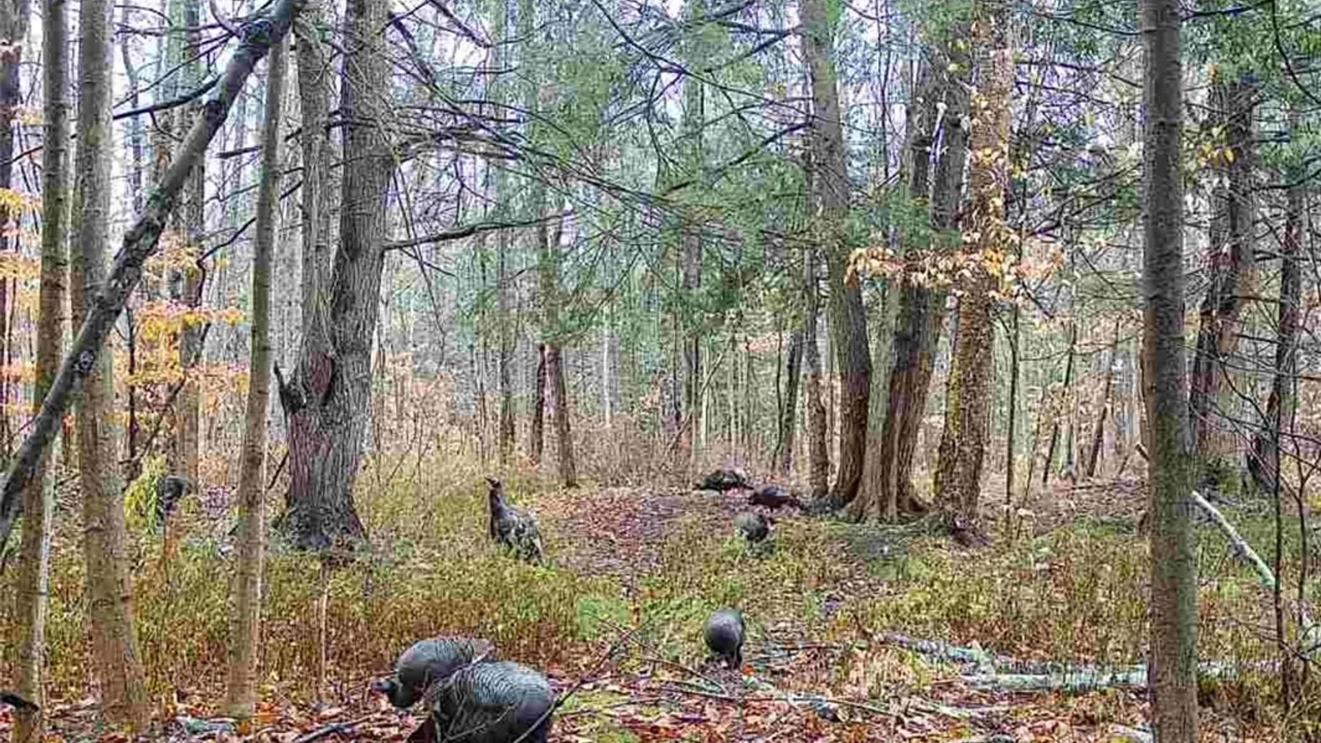 Property at 955 Middle Road, Scriba, NY 13126 39