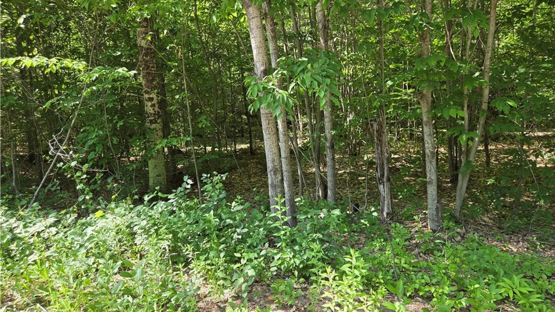 Property at 7399 Pennysettlement Road, Lyonsdale, NY 13368 3