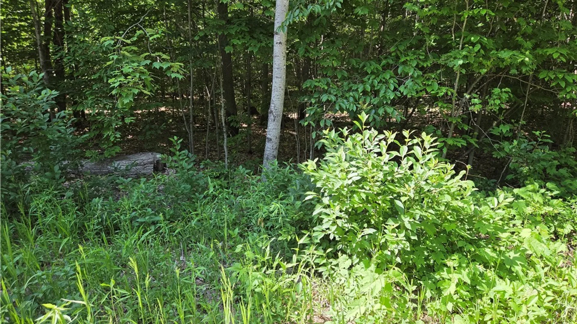 Property at 7399 Pennysettlement Road, Lyonsdale, NY 13368 4
