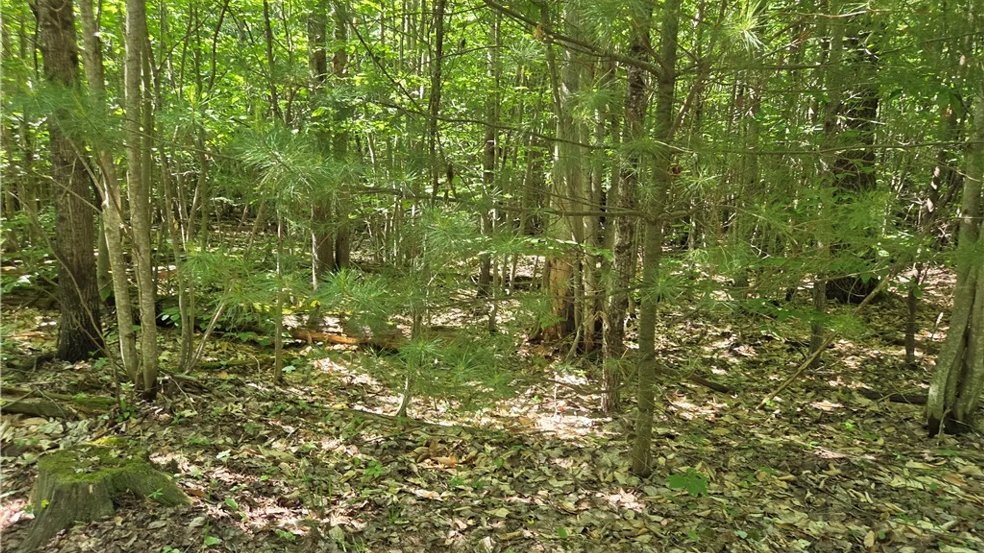 Property at 7399 Pennysettlement Road, Lyonsdale, NY 13368 5