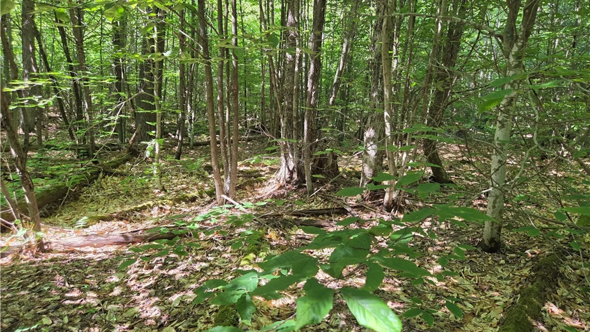 Property at 7399 Pennysettlement Road, Lyonsdale, NY 13368 6