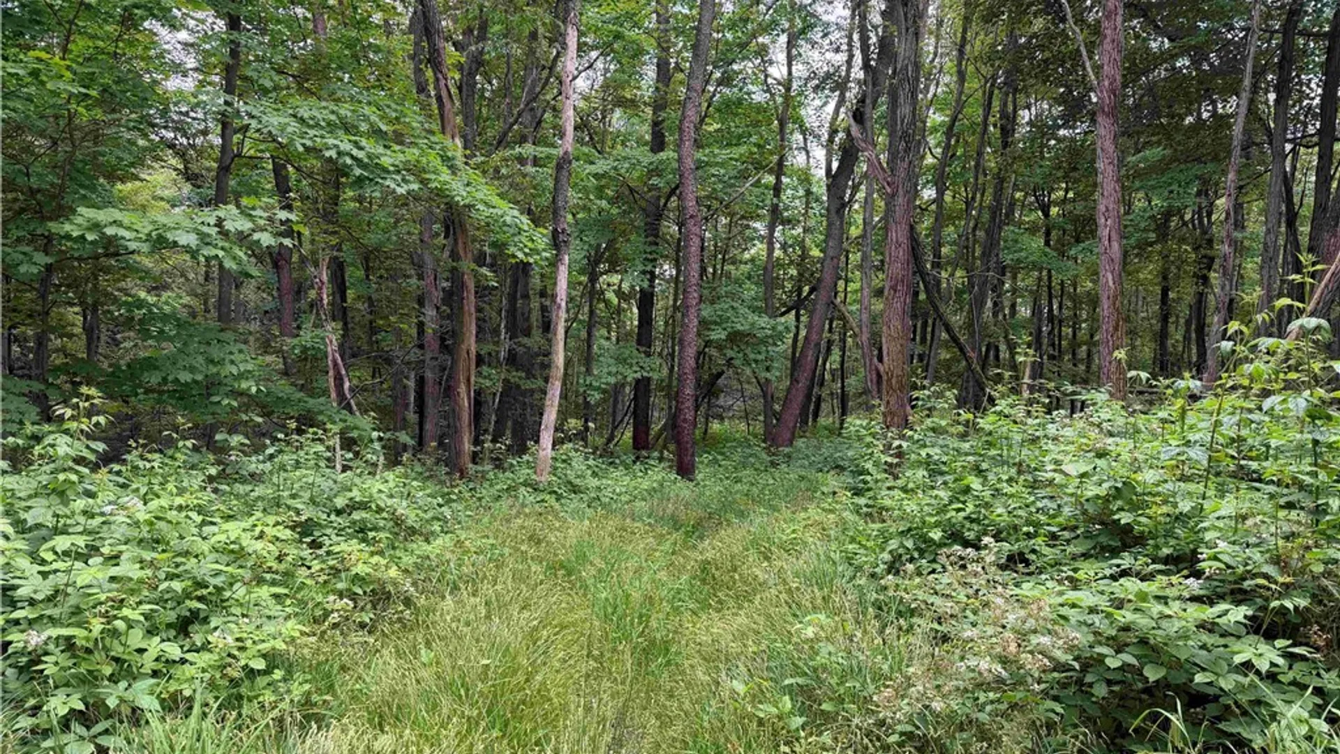 Property at Dye Road, Dayton, NY 14138 38