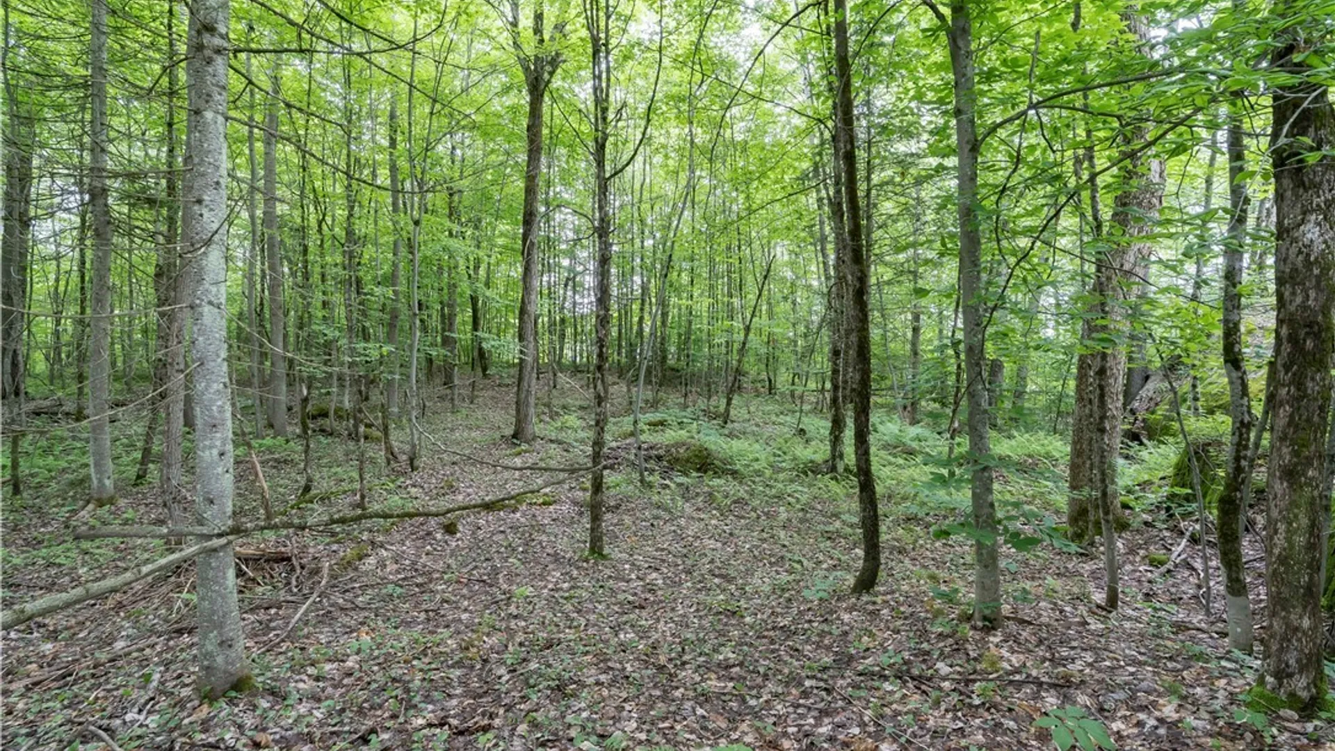 Property at 6258 Bear Paw Lane, Croghan, NY 13327 25