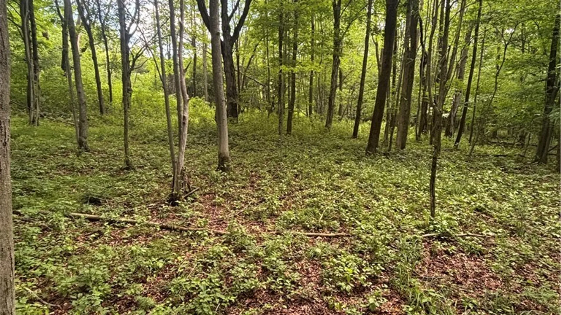 Property at 1471 Loomis Road, West Union, NY 14877 47
