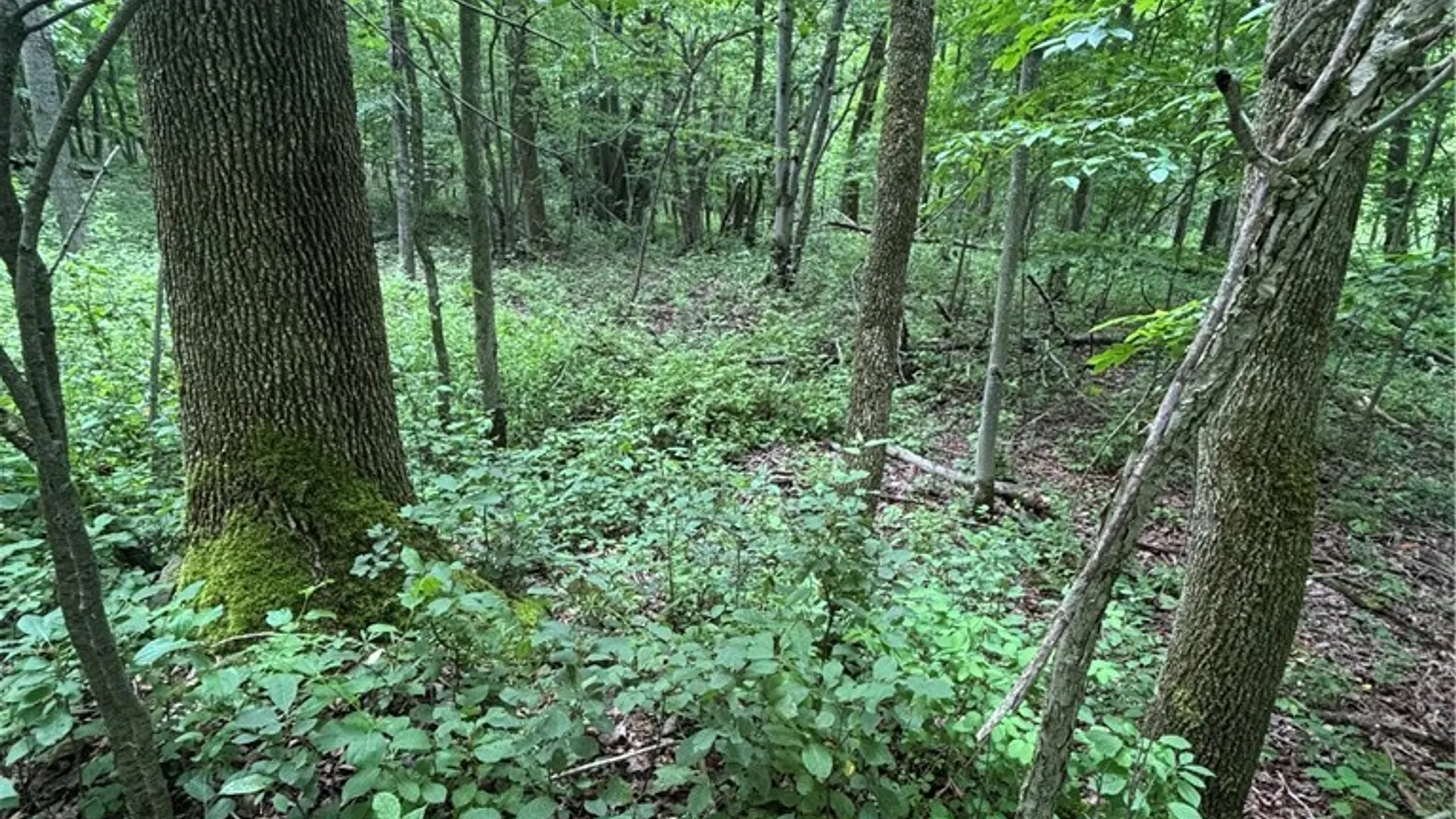 Property at 1471 Loomis Road, West Union, NY 14877 48