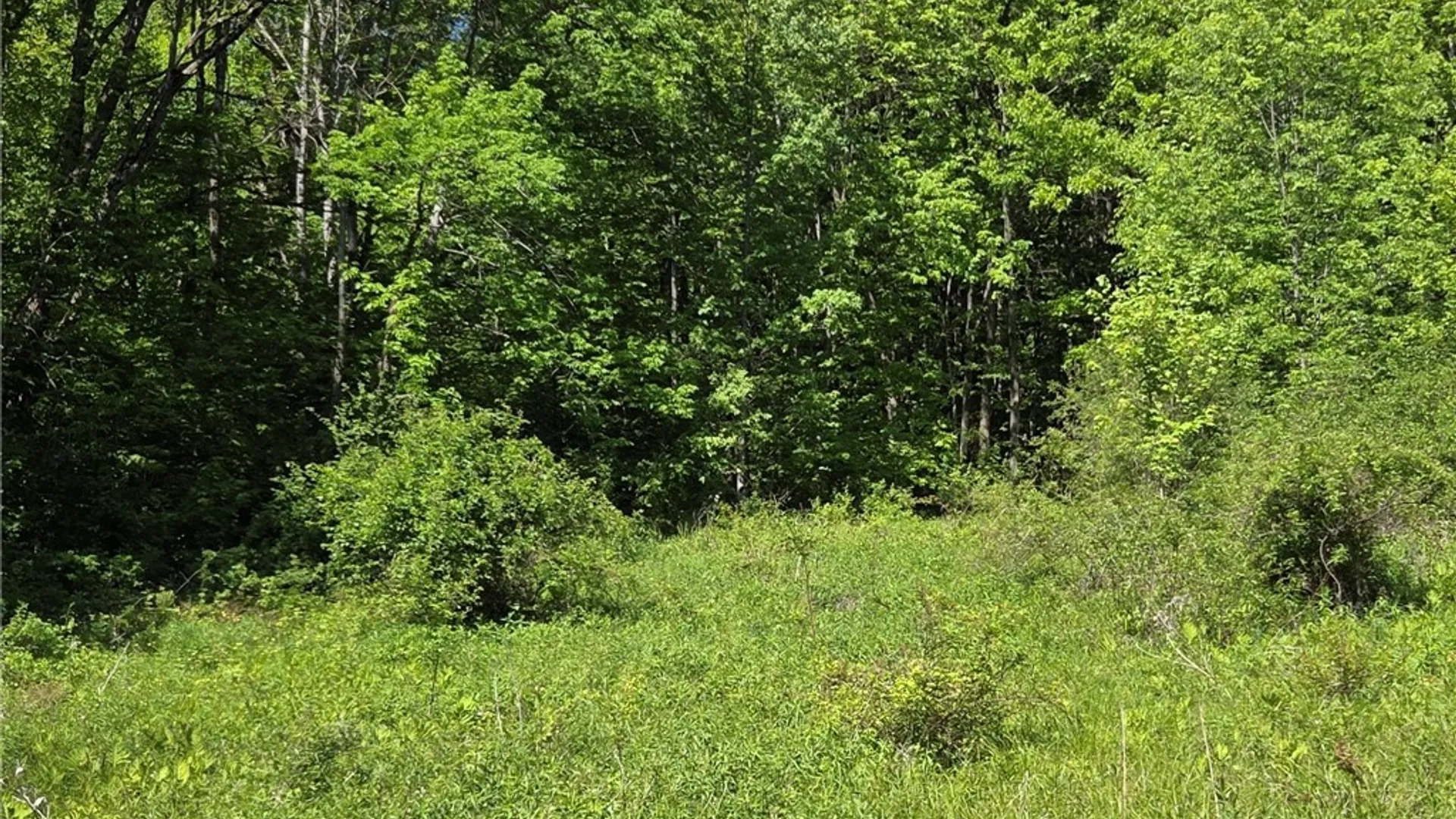 Property at NYS Route 446, Hinsdale, NY 14727 21