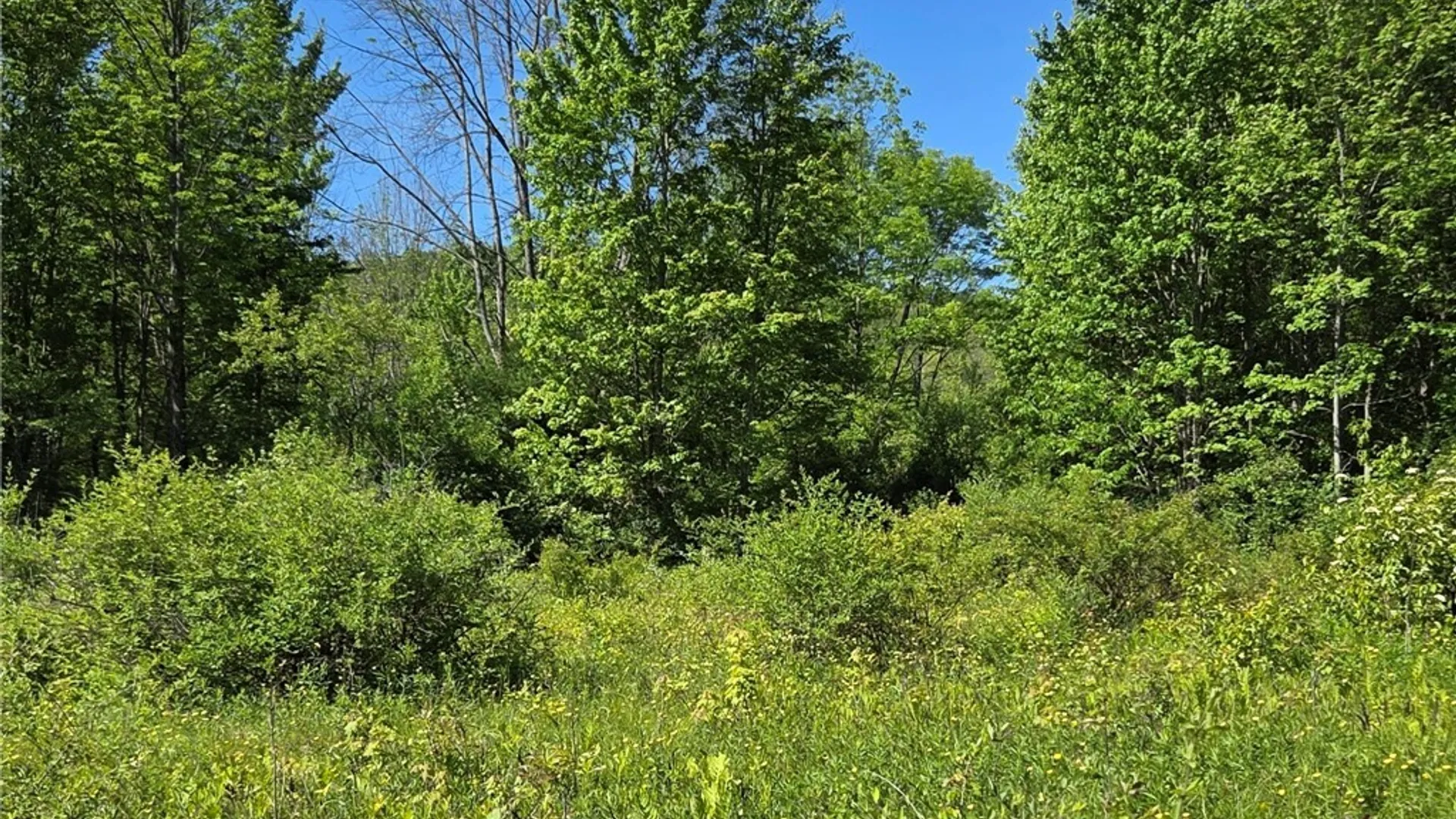 Property at NYS Route 446, Hinsdale, NY 14727 22
