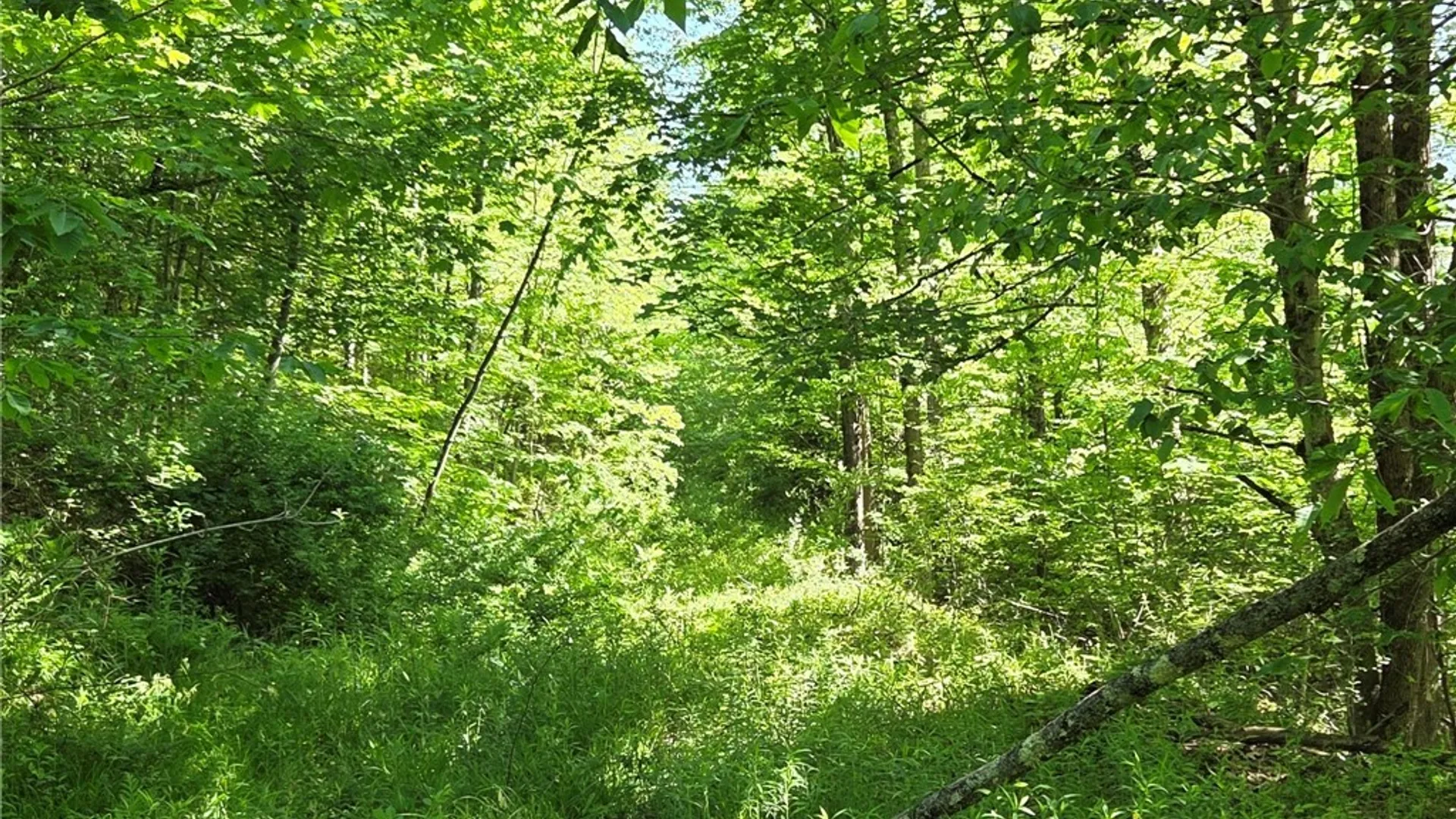 Property at NYS Route 446, Hinsdale, NY 14727 23