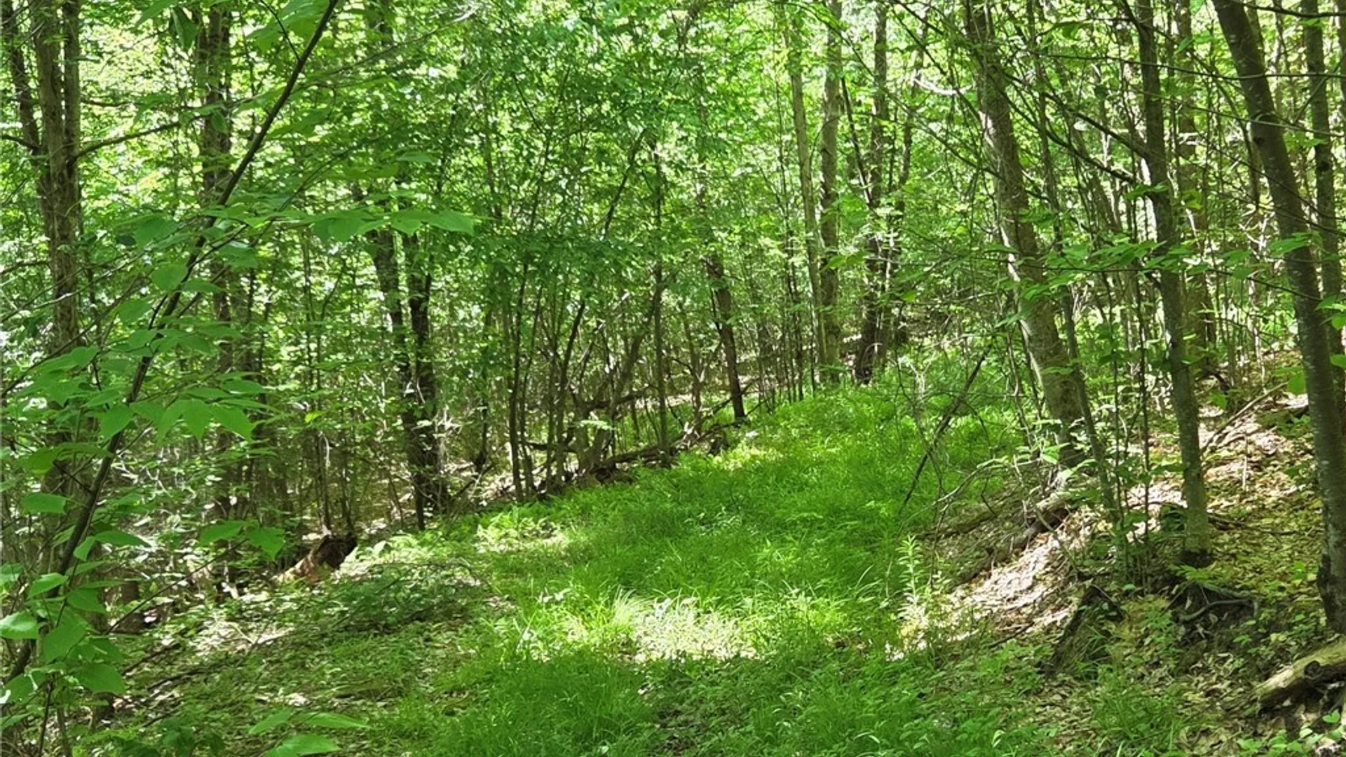 Property at NYS Route 446, Hinsdale, NY 14727 24