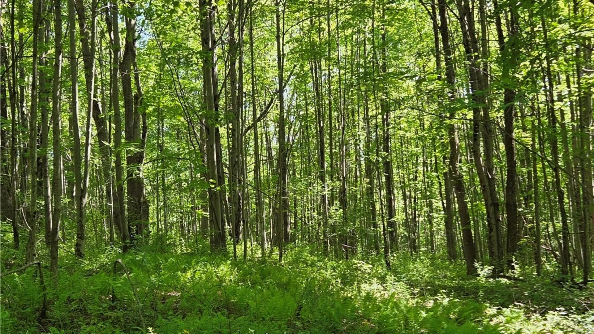 Property at NYS Route 446, Hinsdale, NY 14727 30