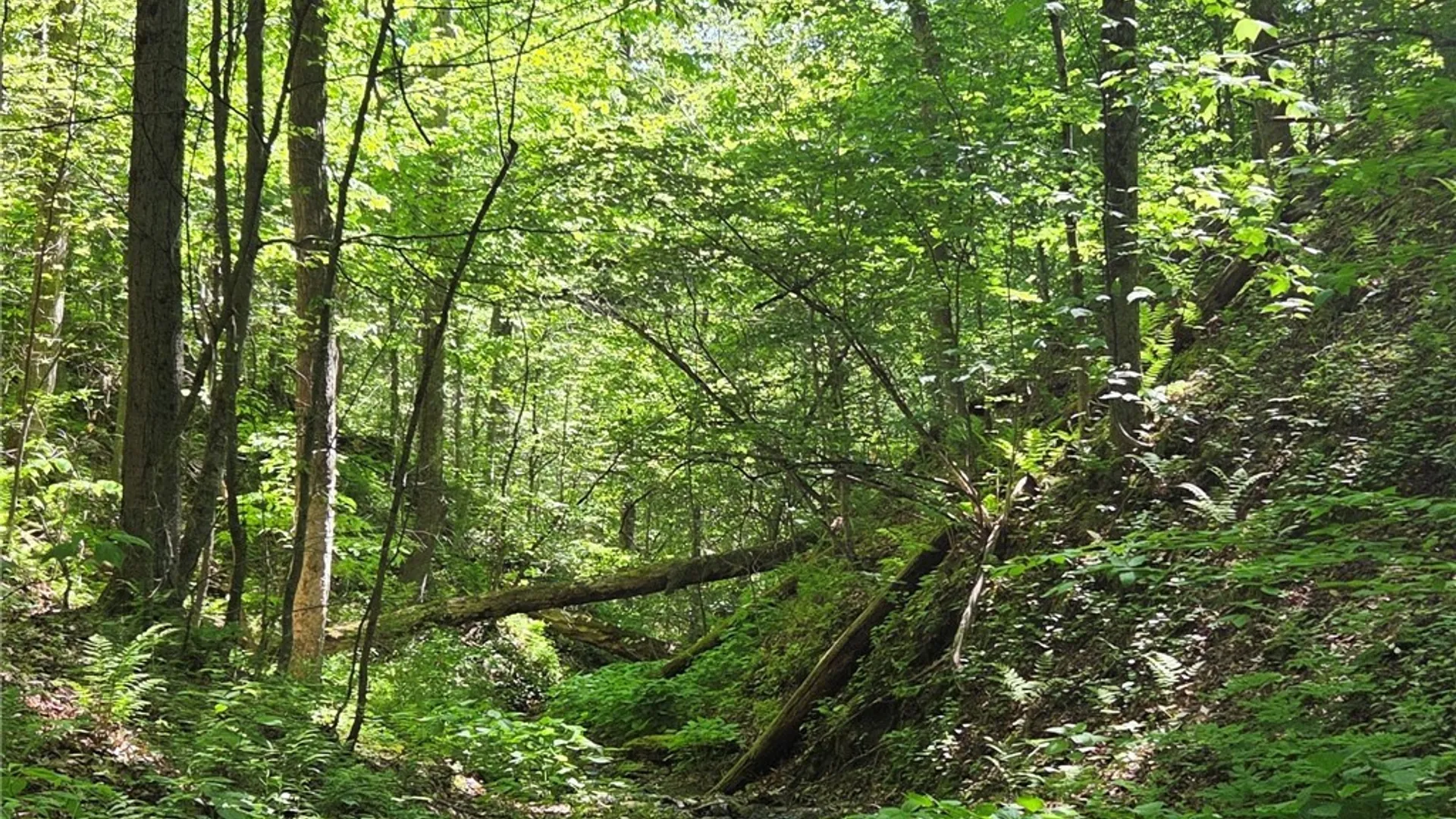 Property at NYS Route 446, Hinsdale, NY 14727 33