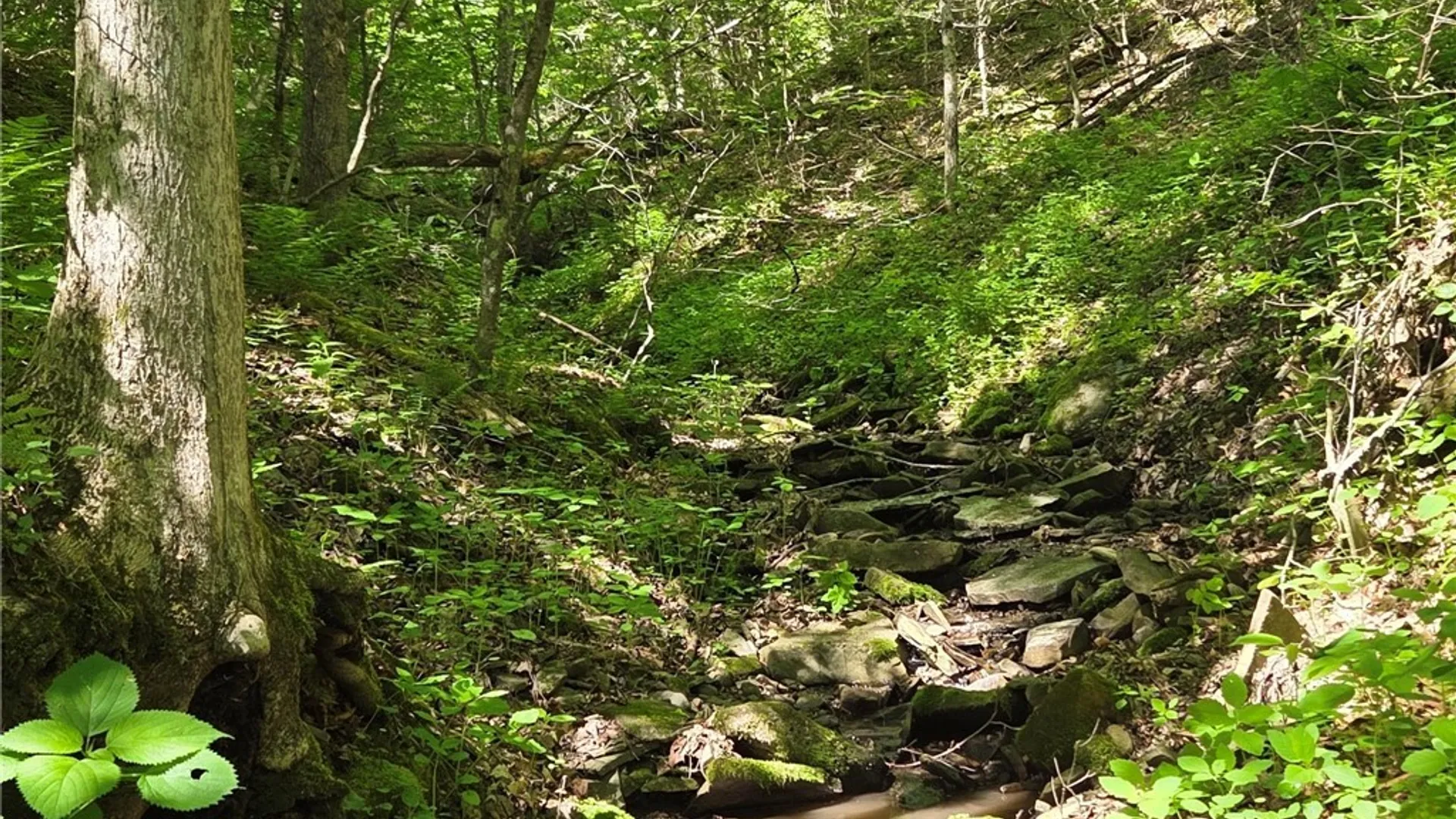 Property at NYS Route 446, Hinsdale, NY 14727 34