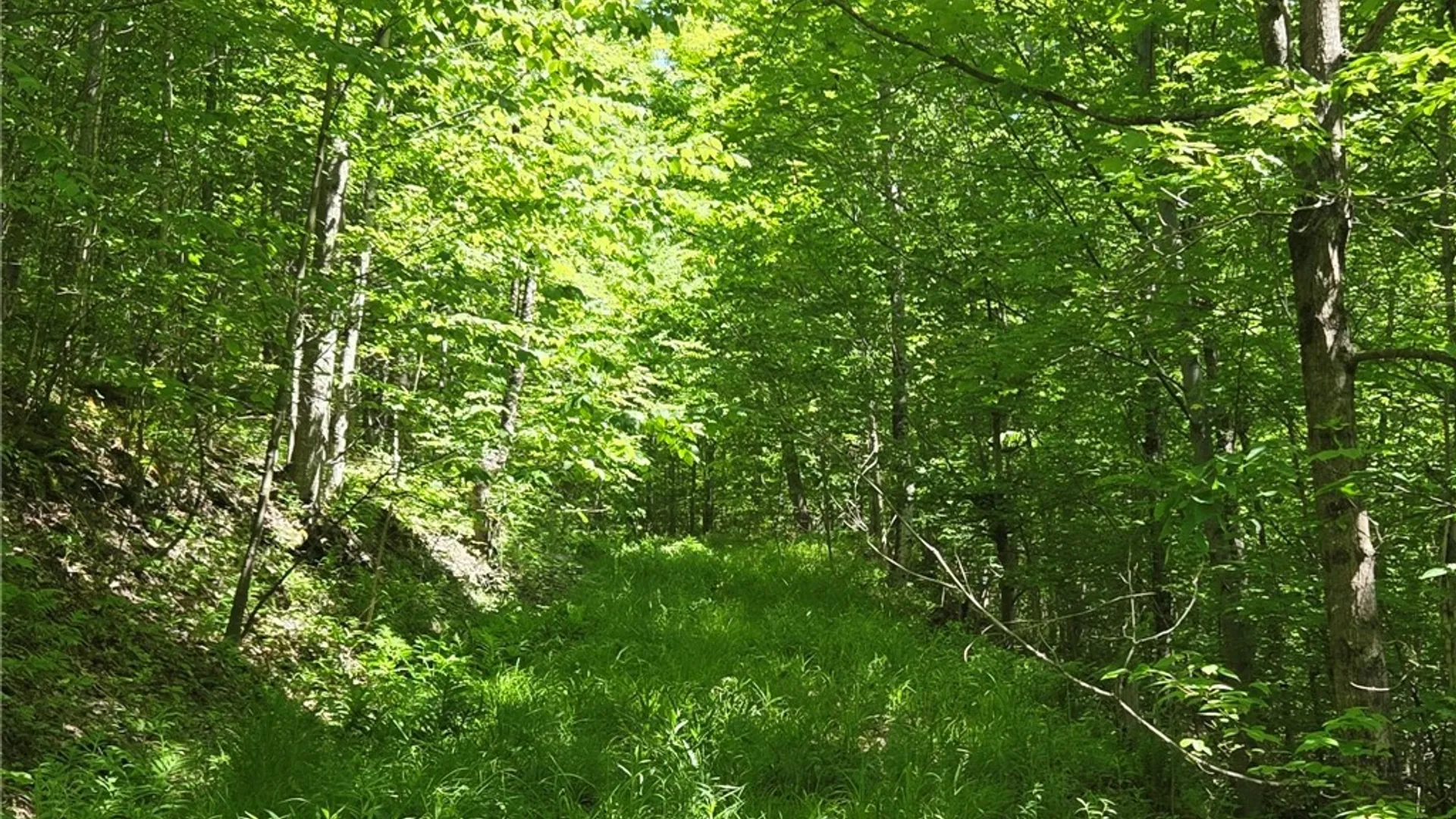 Property at NYS Route 446, Hinsdale, NY 14727 35