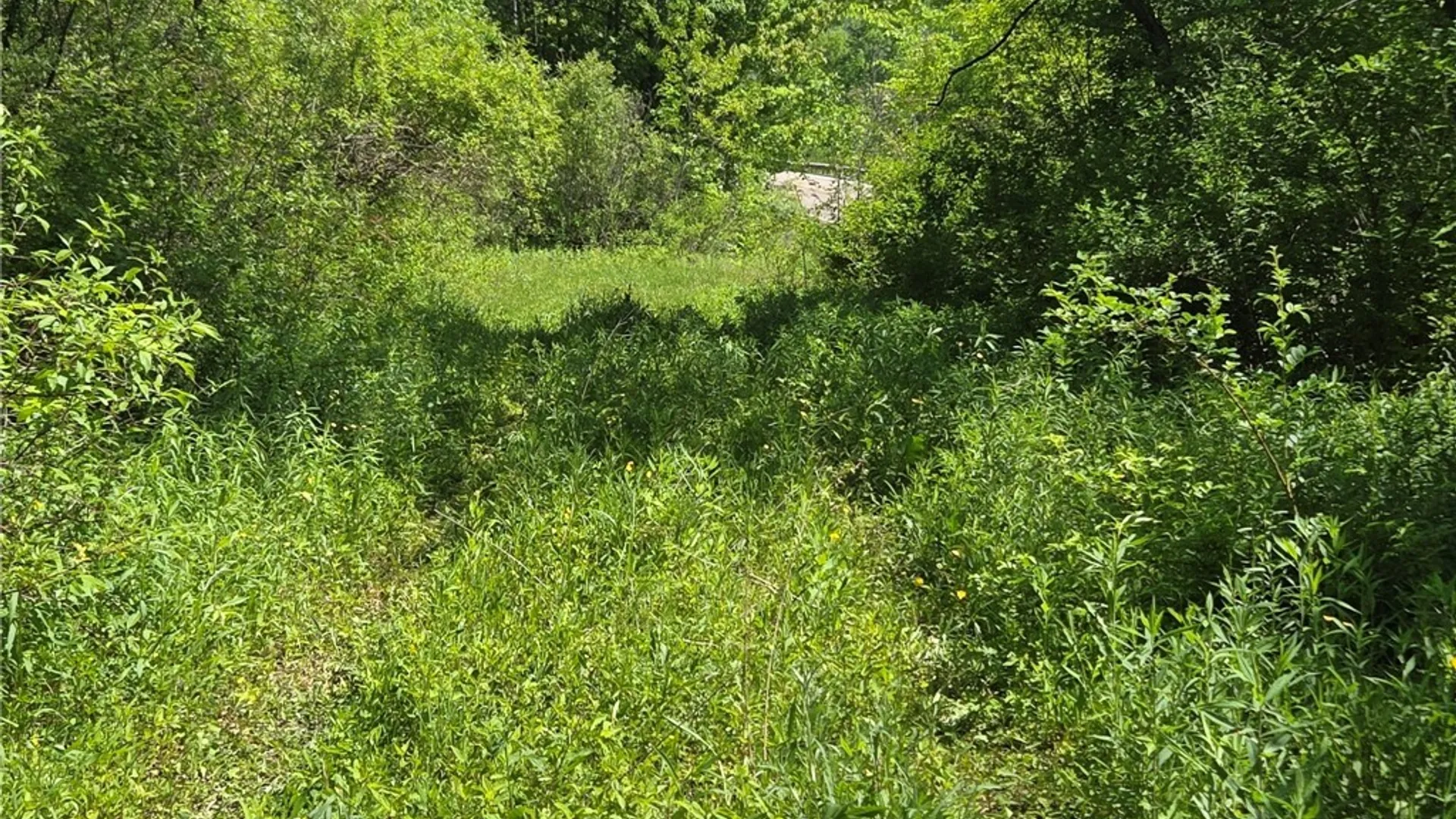 Property at NYS Route 446, Hinsdale, NY 14727 9