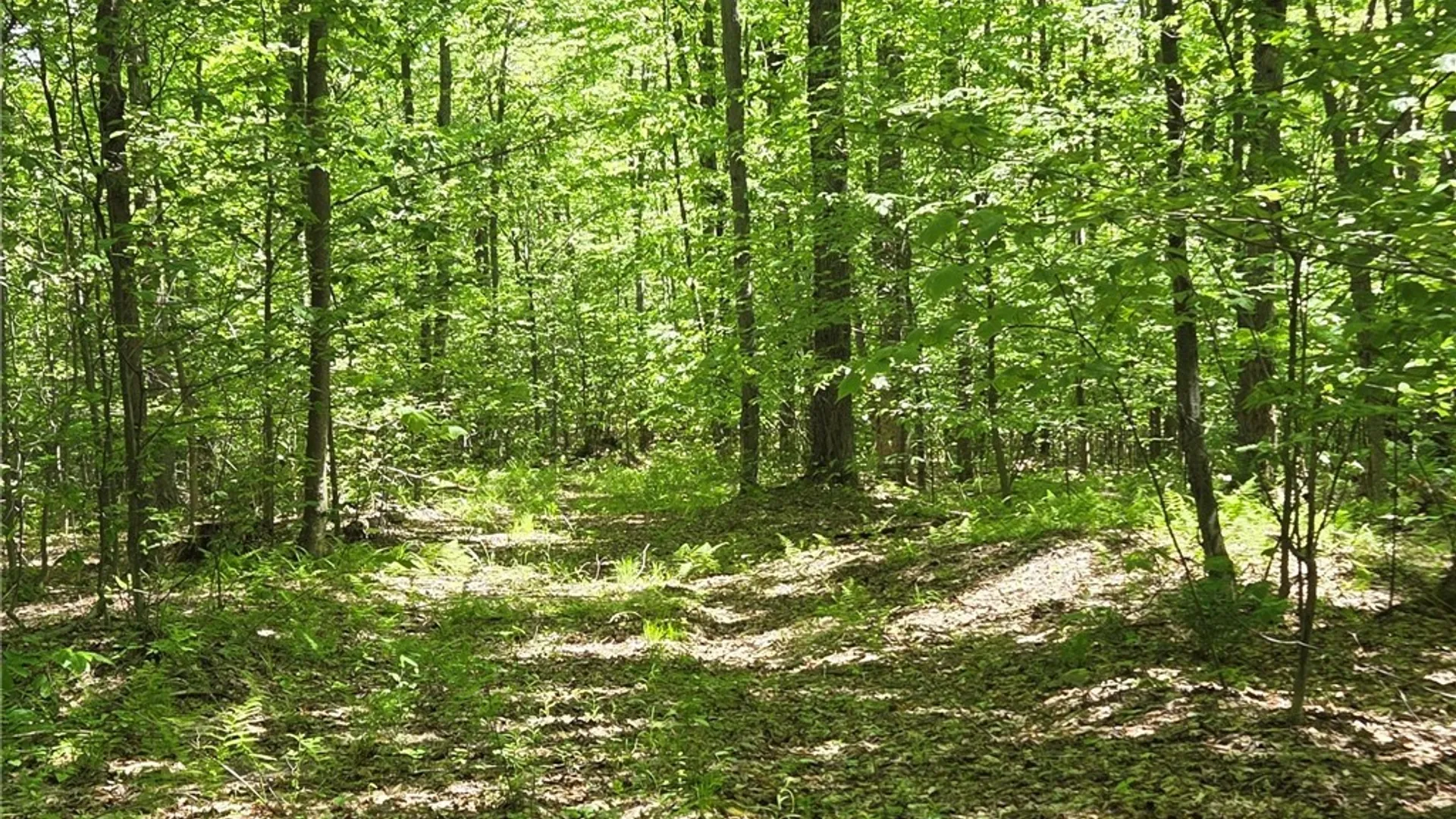 Property at NYS Route 446, Hinsdale, NY 14727 14