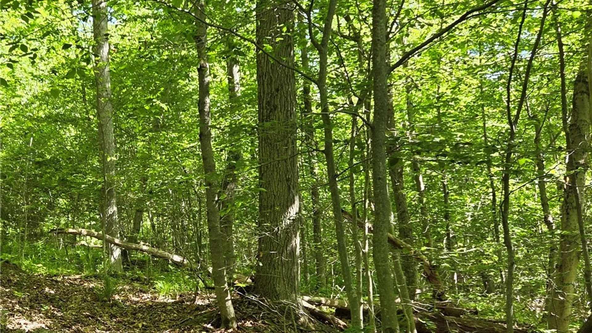 Property at NYS Route 446, Hinsdale, NY 14727 17