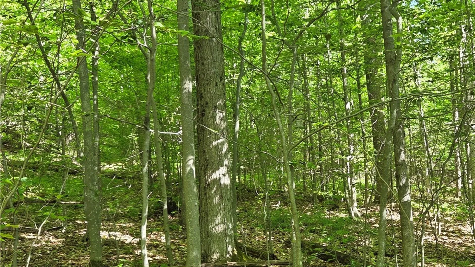Property at NYS Route 446, Hinsdale, NY 14727 18