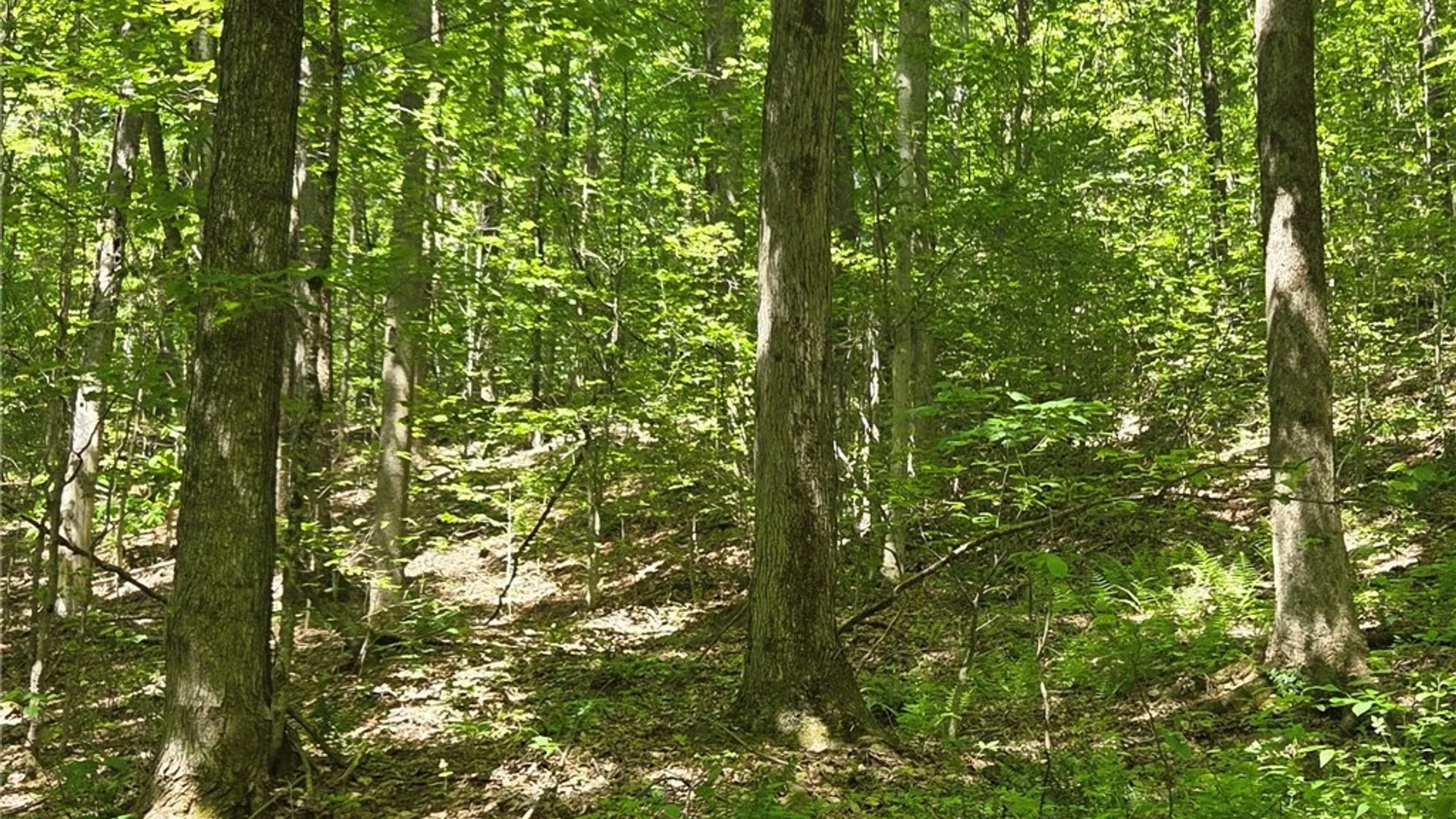 Property at NYS Route 446, Hinsdale, NY 14727 19