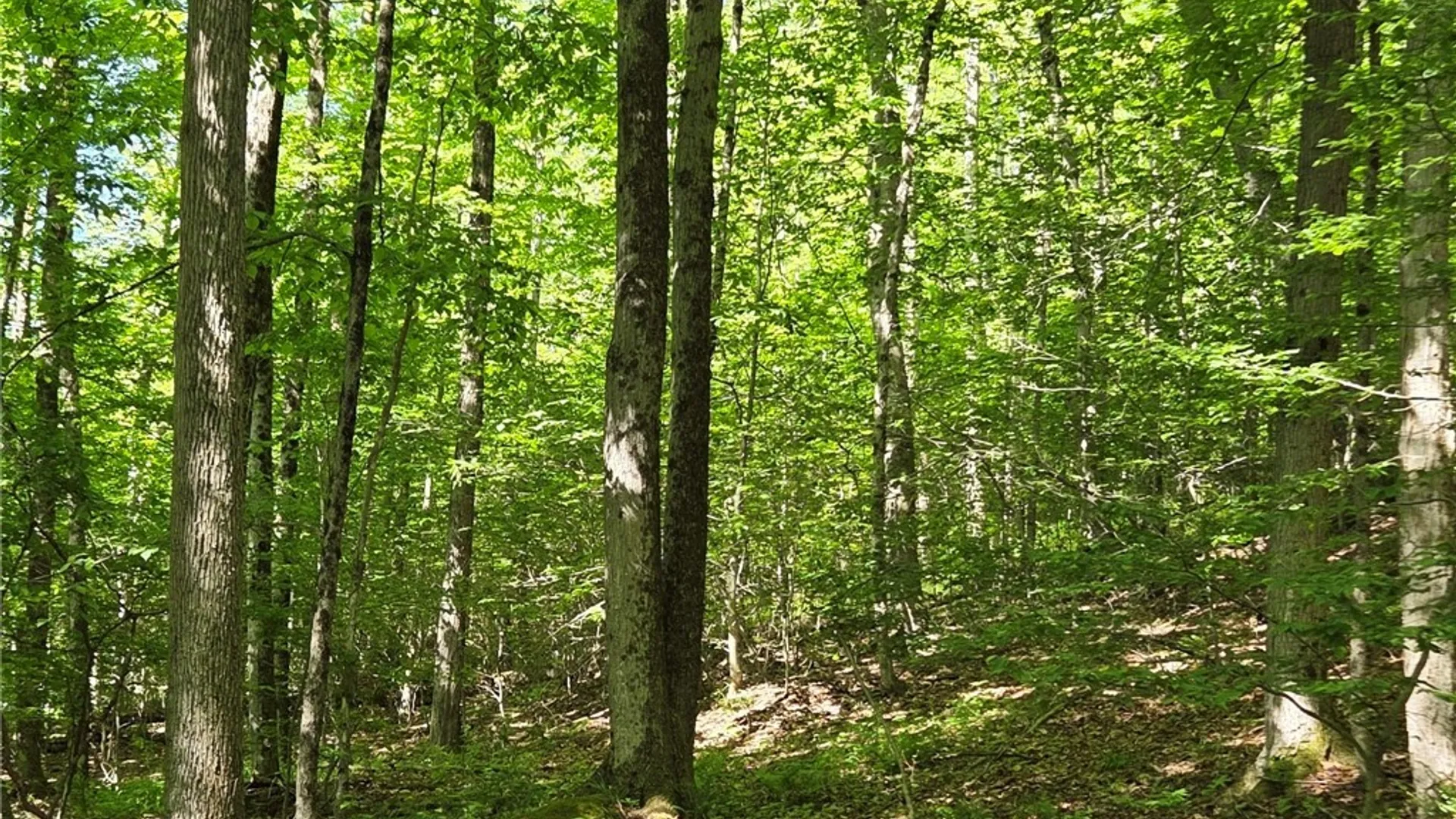 Property at NYS Route 446, Hinsdale, NY 14727 38