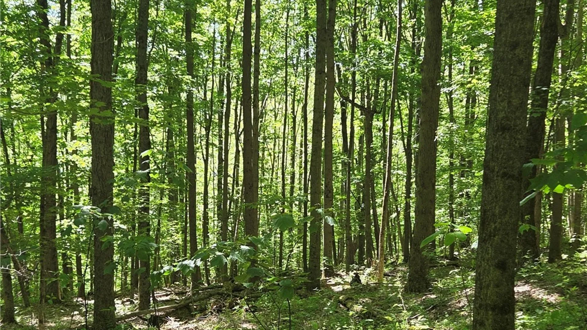 Property at NYS Route 446, Hinsdale, NY 14727 39