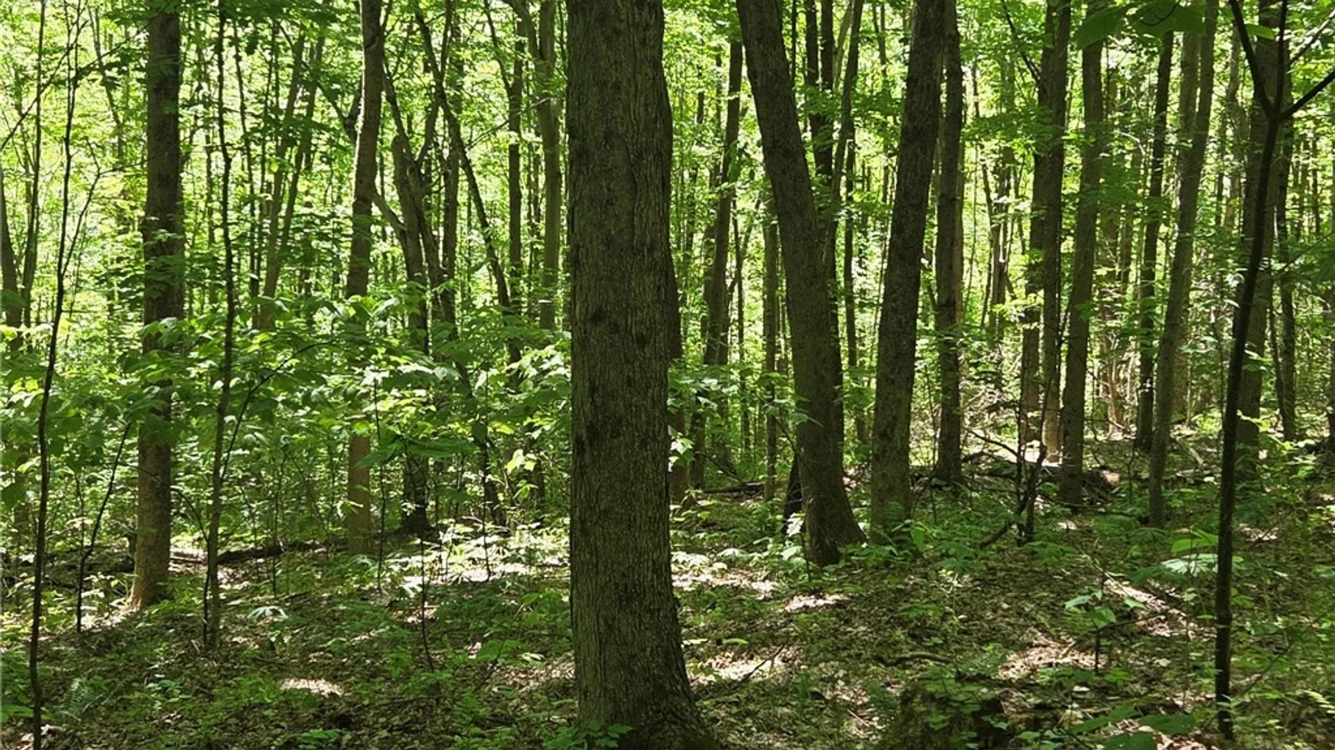 Property at NYS Route 446, Hinsdale, NY 14727 40