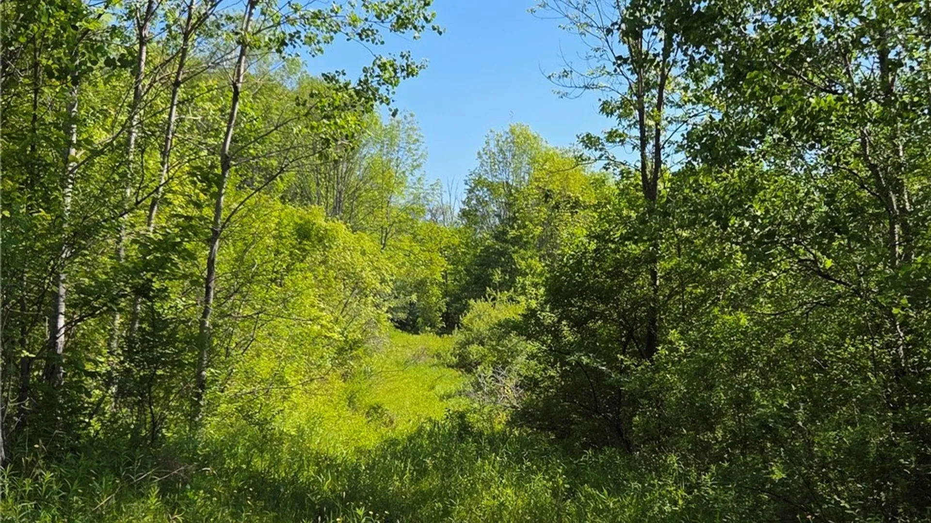 Property at NYS Route 446, Hinsdale, NY 14727 41