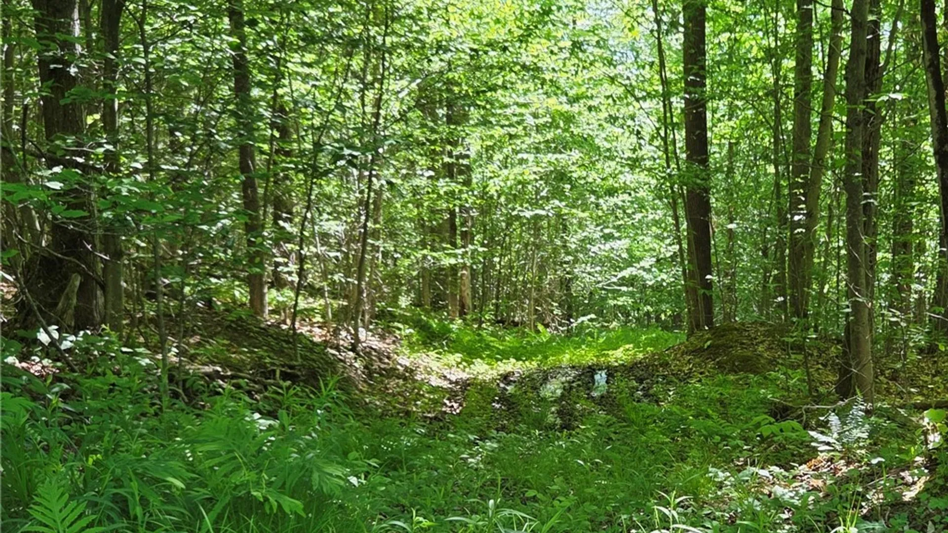 Property at NYS Route 446, Hinsdale, NY 14727 42