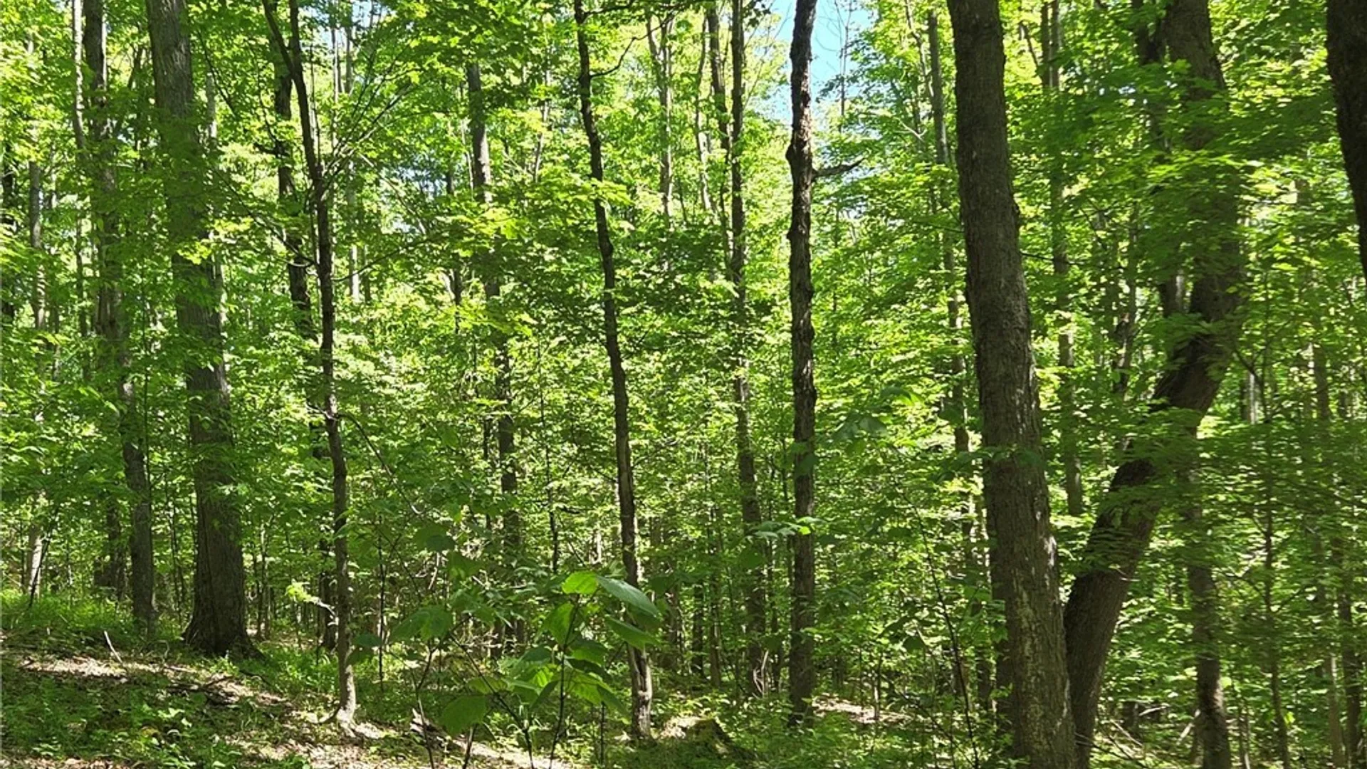 Property at NYS Route 446, Hinsdale, NY 14727 43