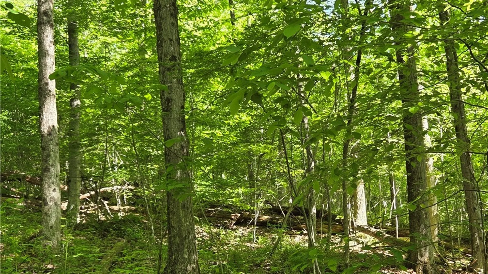 Property at NYS Route 446, Hinsdale, NY 14727 44