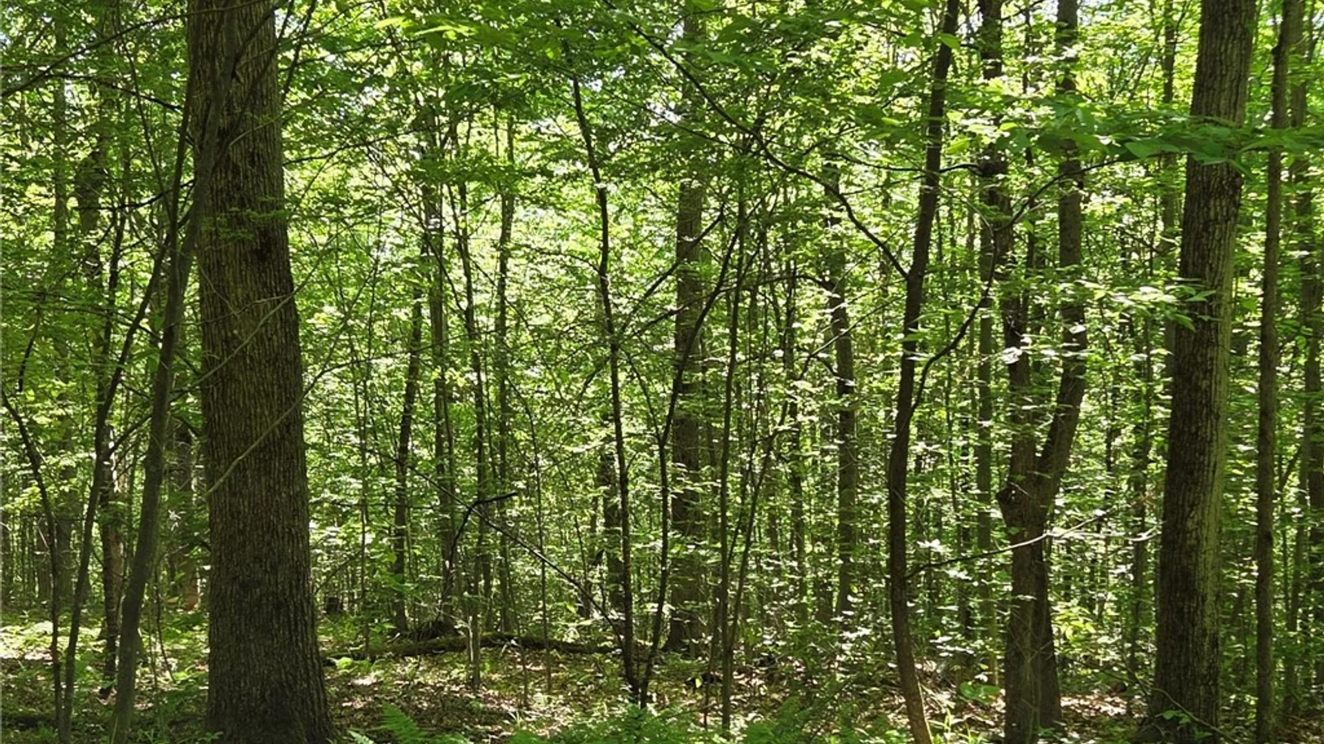 Property at NYS Route 446, Hinsdale, NY 14727 45