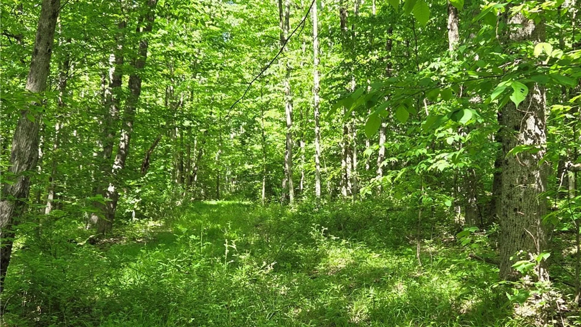 Property at NYS Route 446, Hinsdale, NY 14727 46