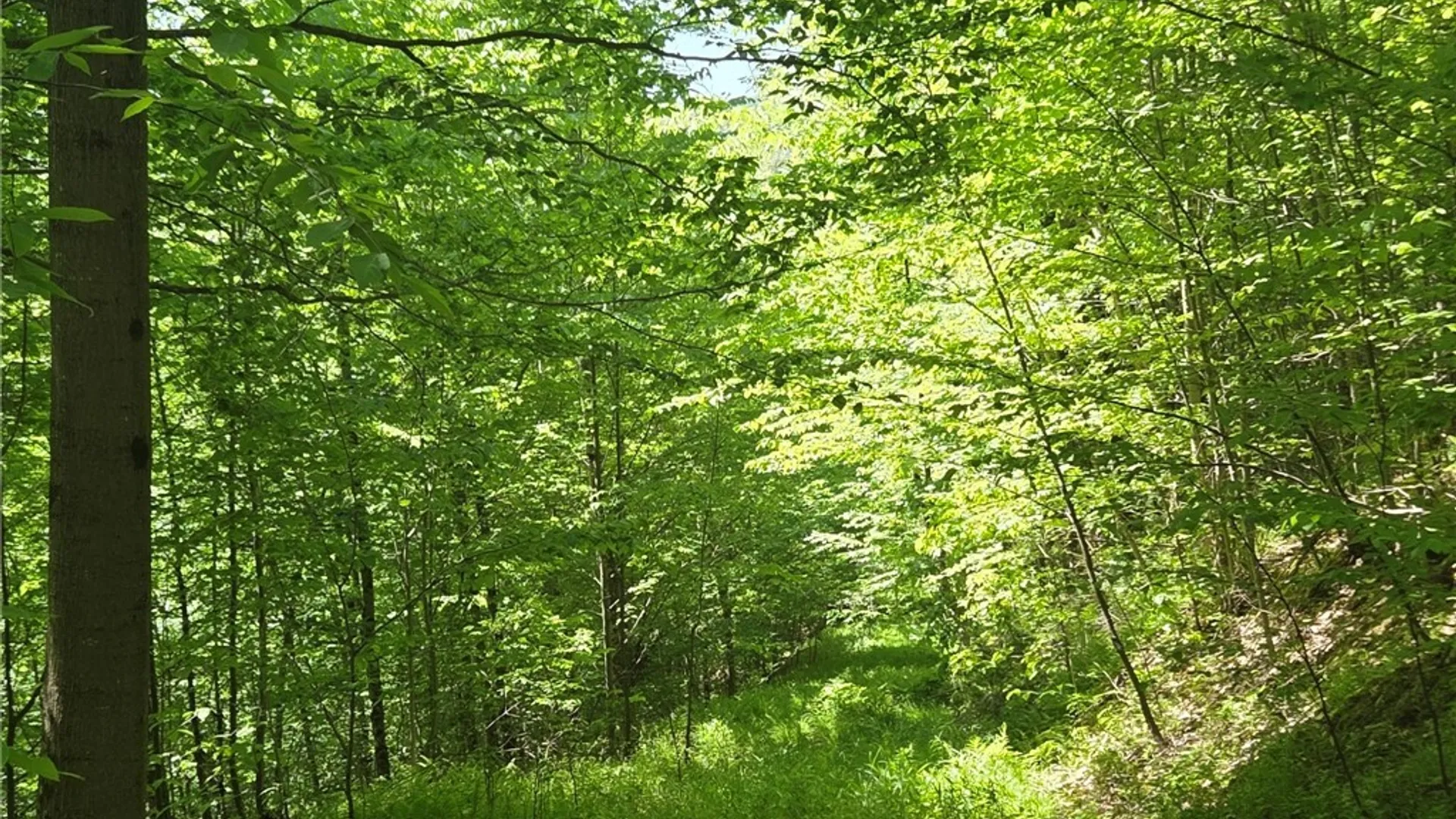 Property at NYS Route 446, Hinsdale, NY 14727 36