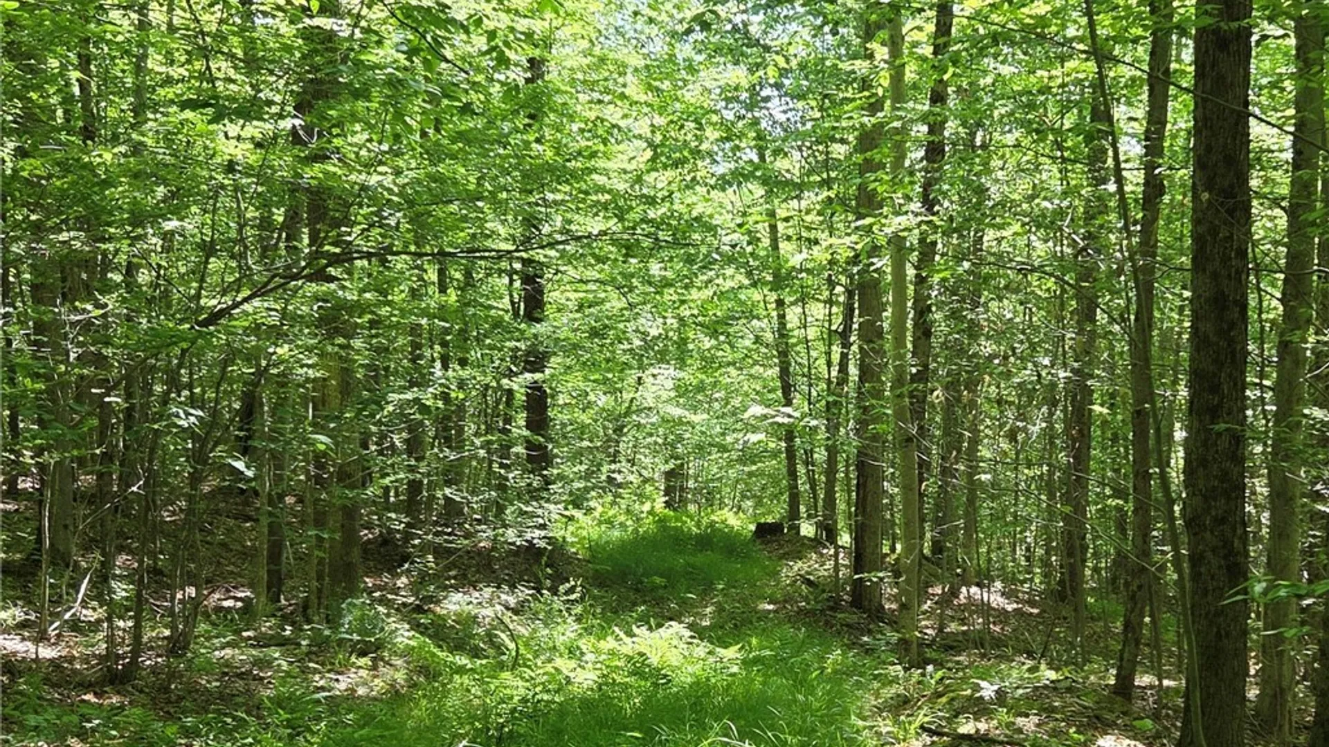 Property at NYS Route 446, Hinsdale, NY 14727 37