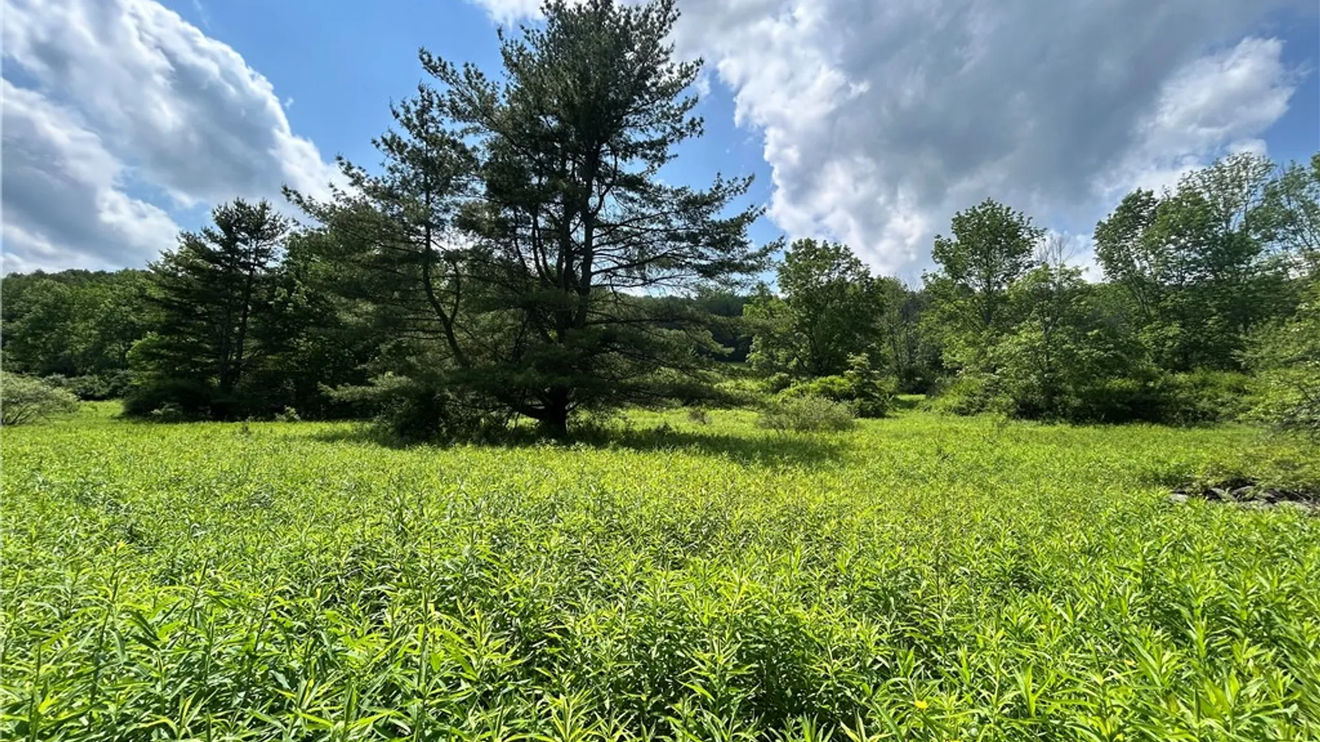 Property at Lot 2 Oregon Road, Butternuts, NY 13776 4