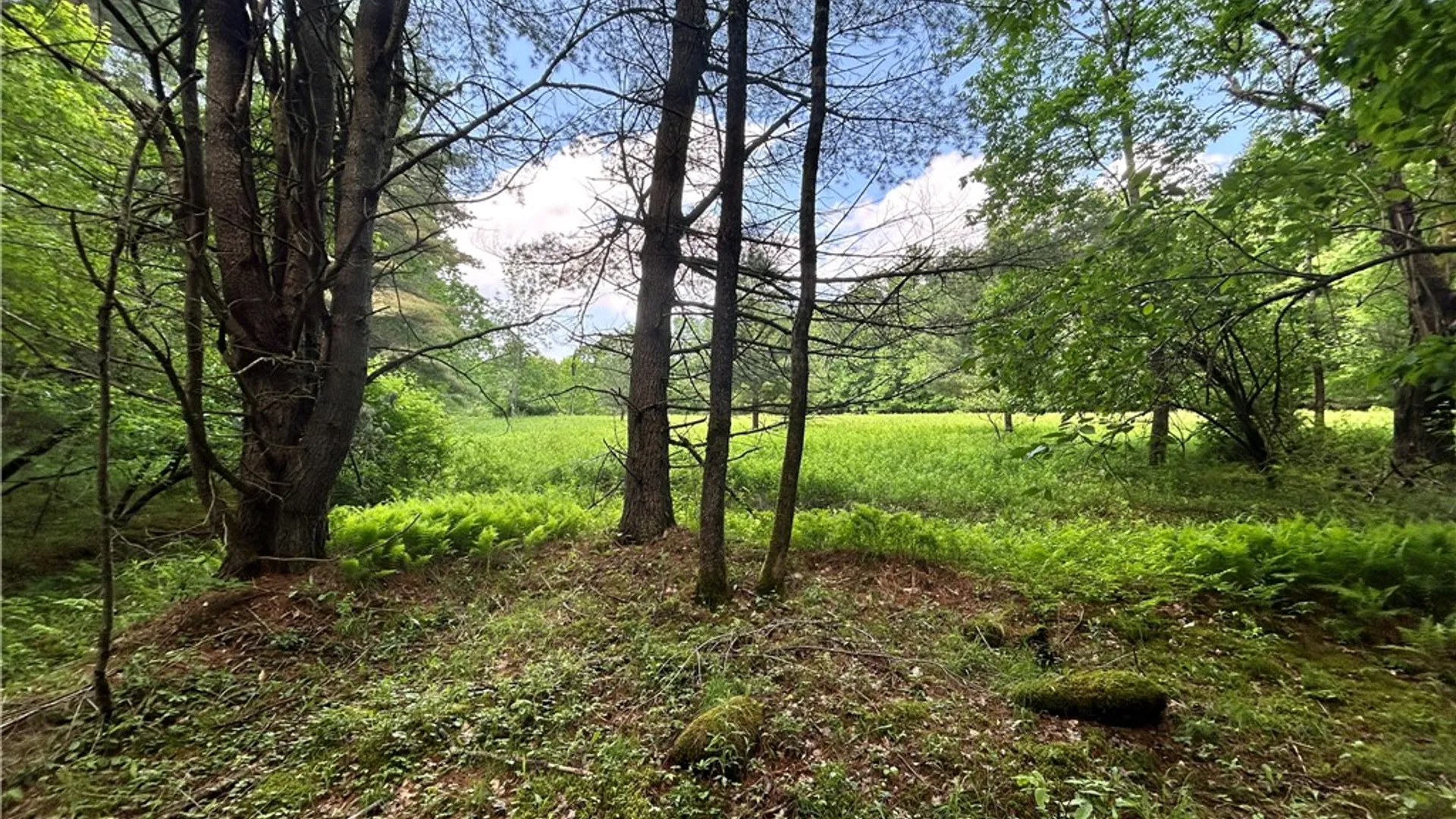 Property at Lot 2 Oregon Road, Butternuts, NY 13776 6