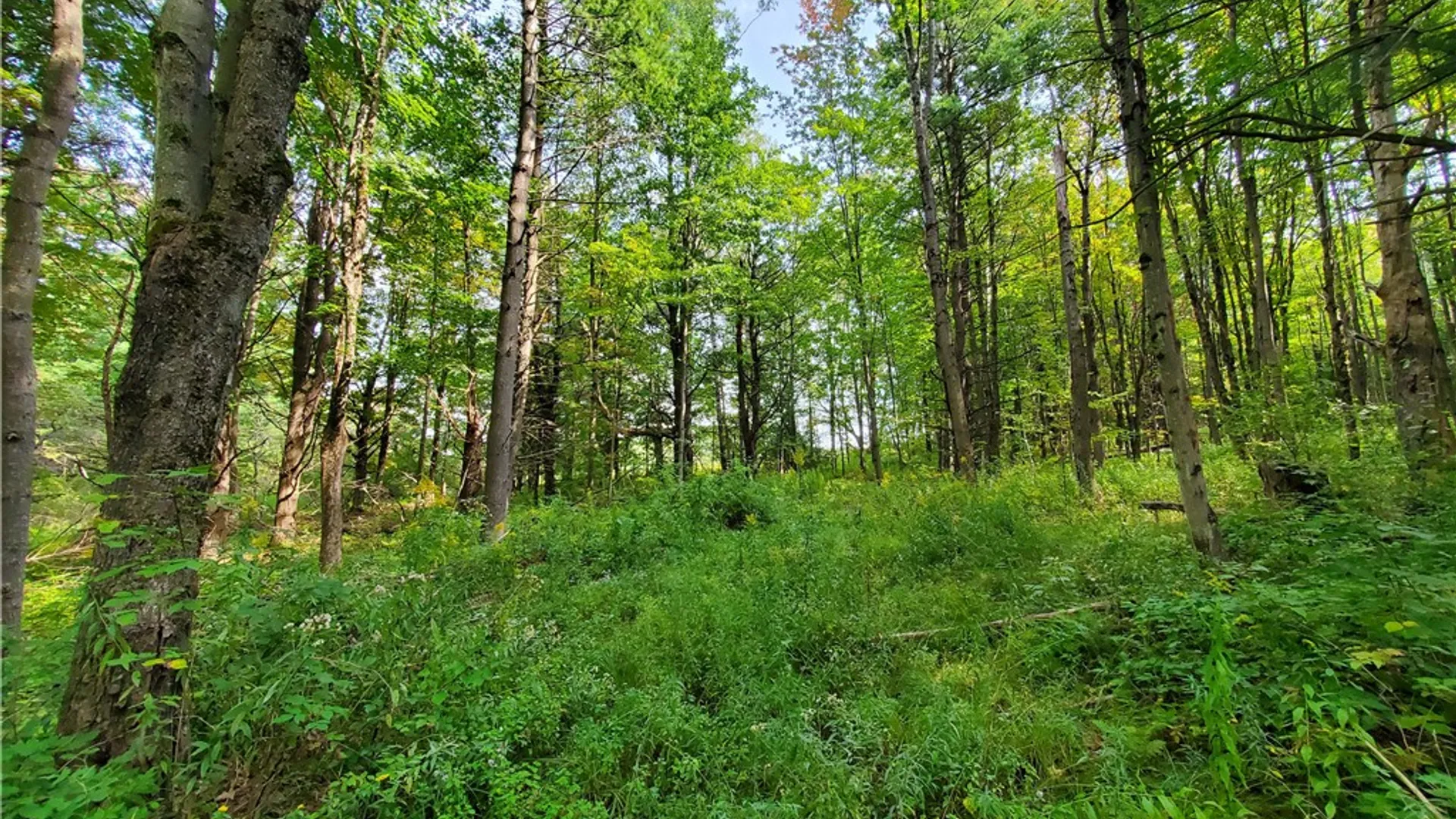 Property at 201 Sunrise Mountain Road, Kortright, NY 13739 46
